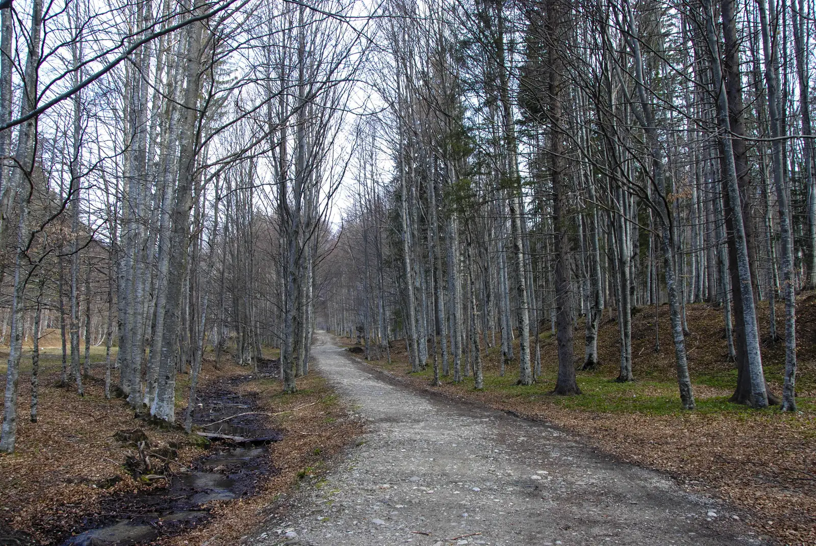 Cheia - V. Gropşoarele - Cabana M. Roşu