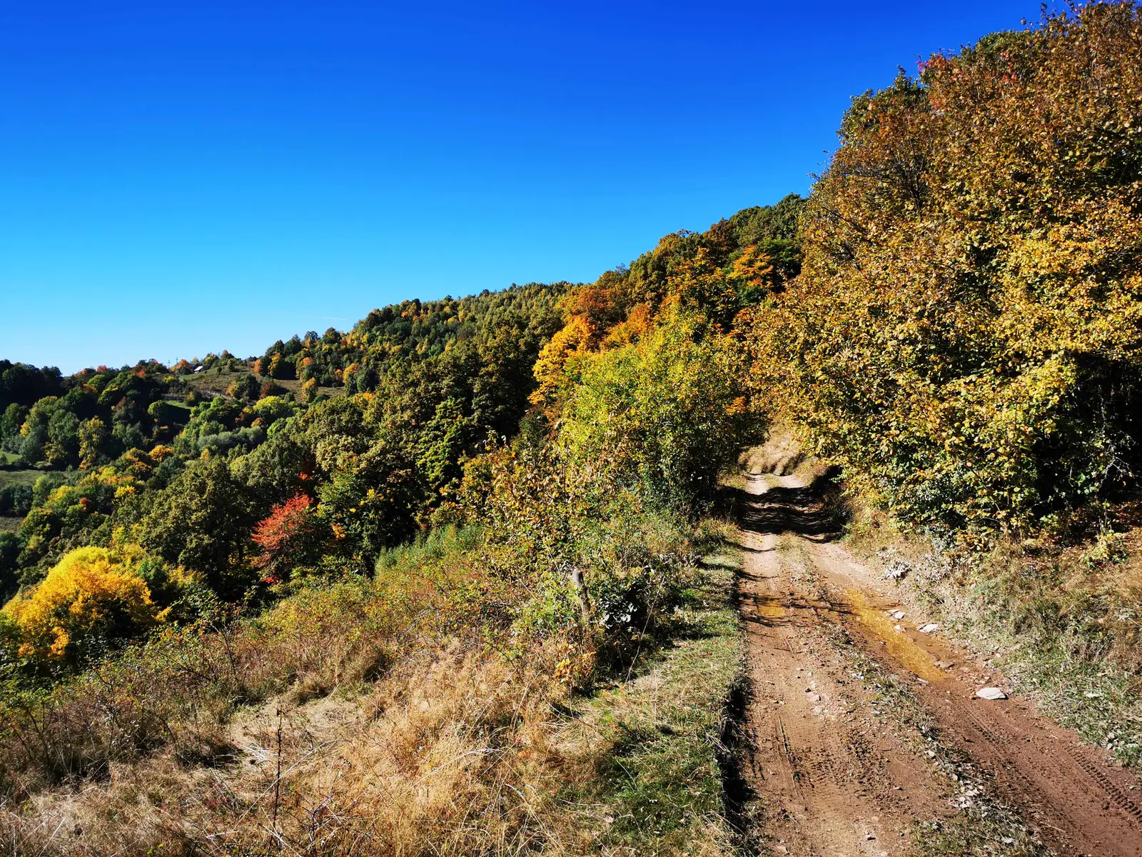 Moara de Pădure - Muntele Săcelului - Moara de Pădure
