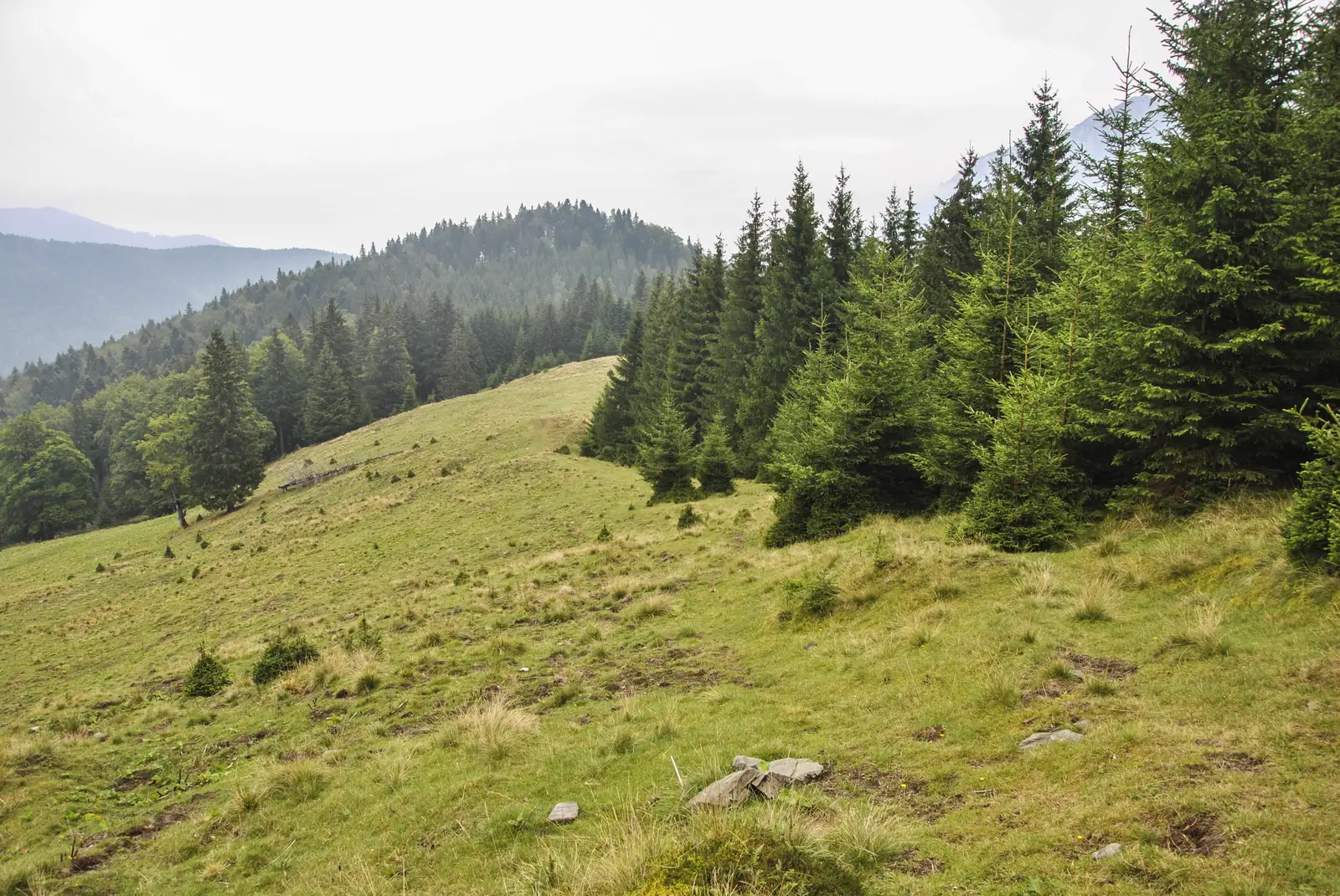 Plaiul Foii - sub Vf. Tămaşul Mare