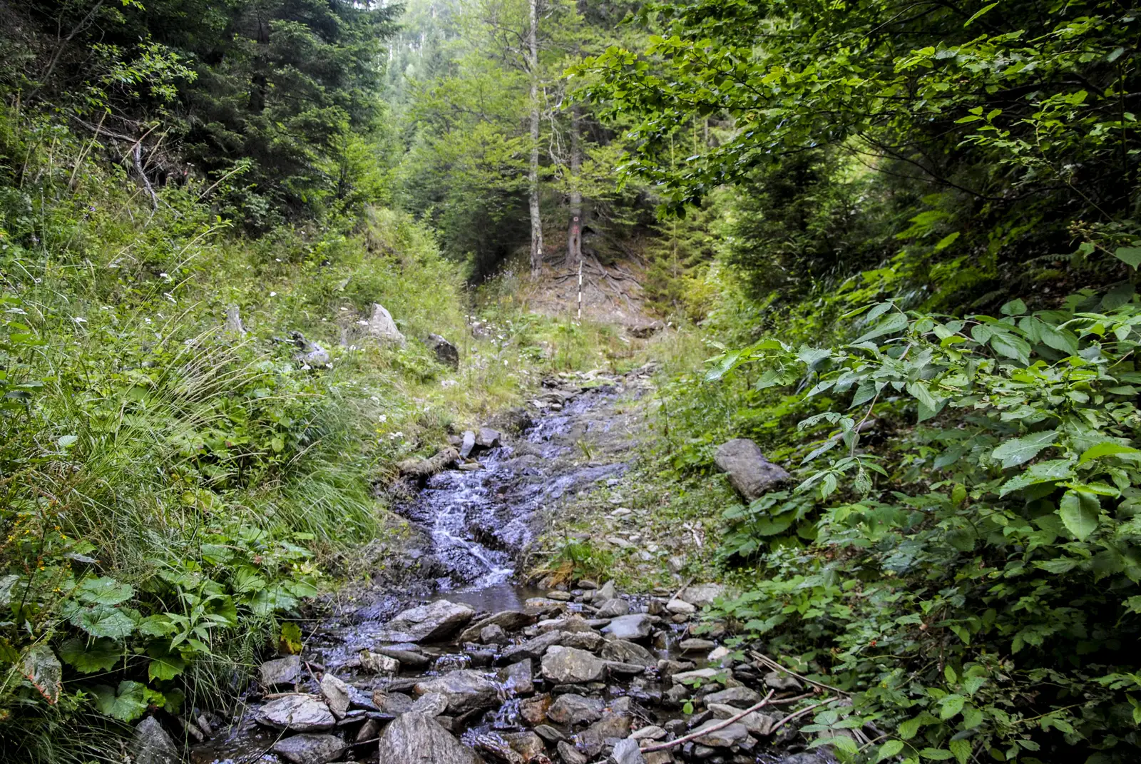 Curmătura Foii - Valea Dâmboviţei