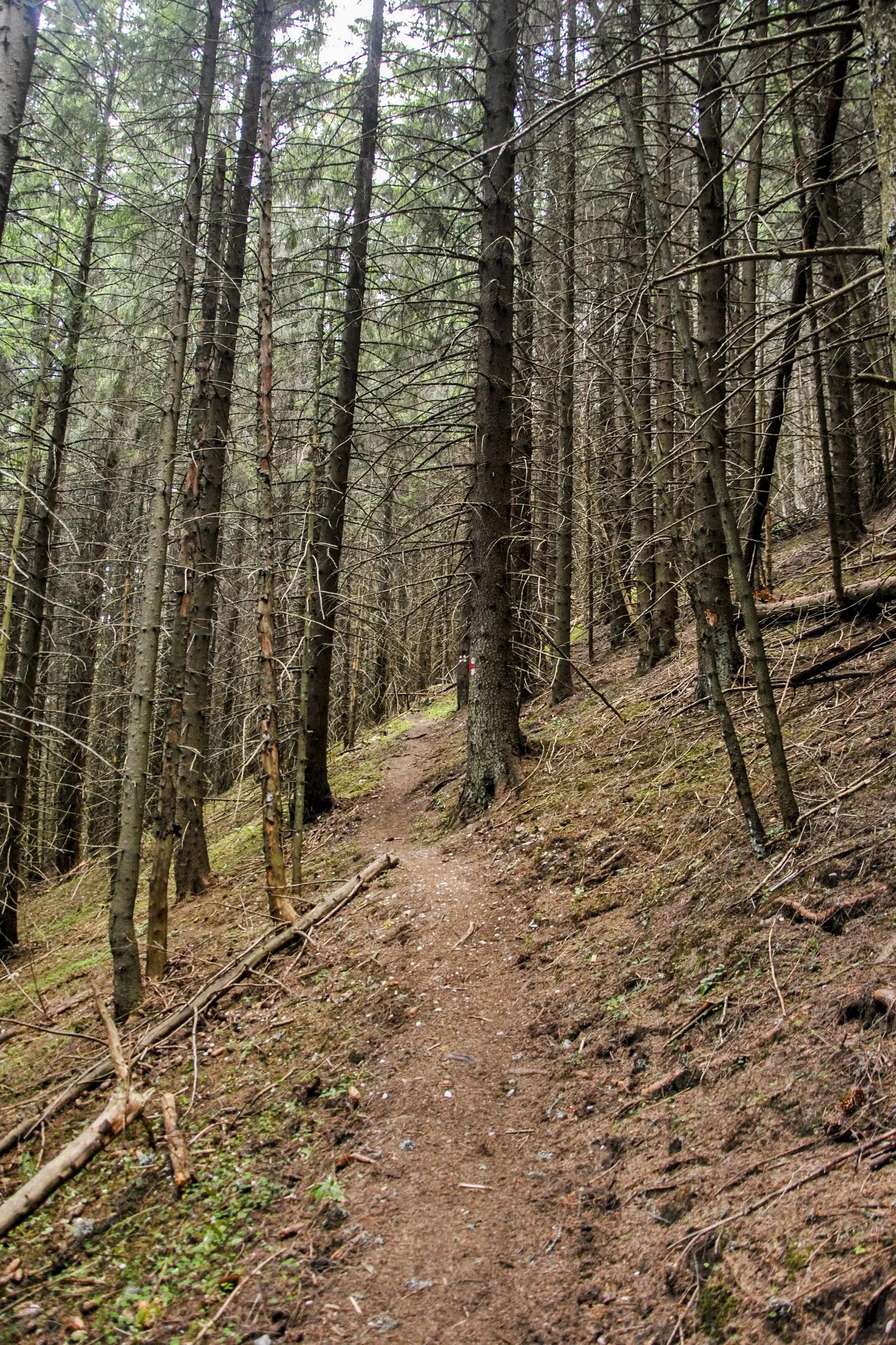 La Prepeleag - Crucea Grănicerului