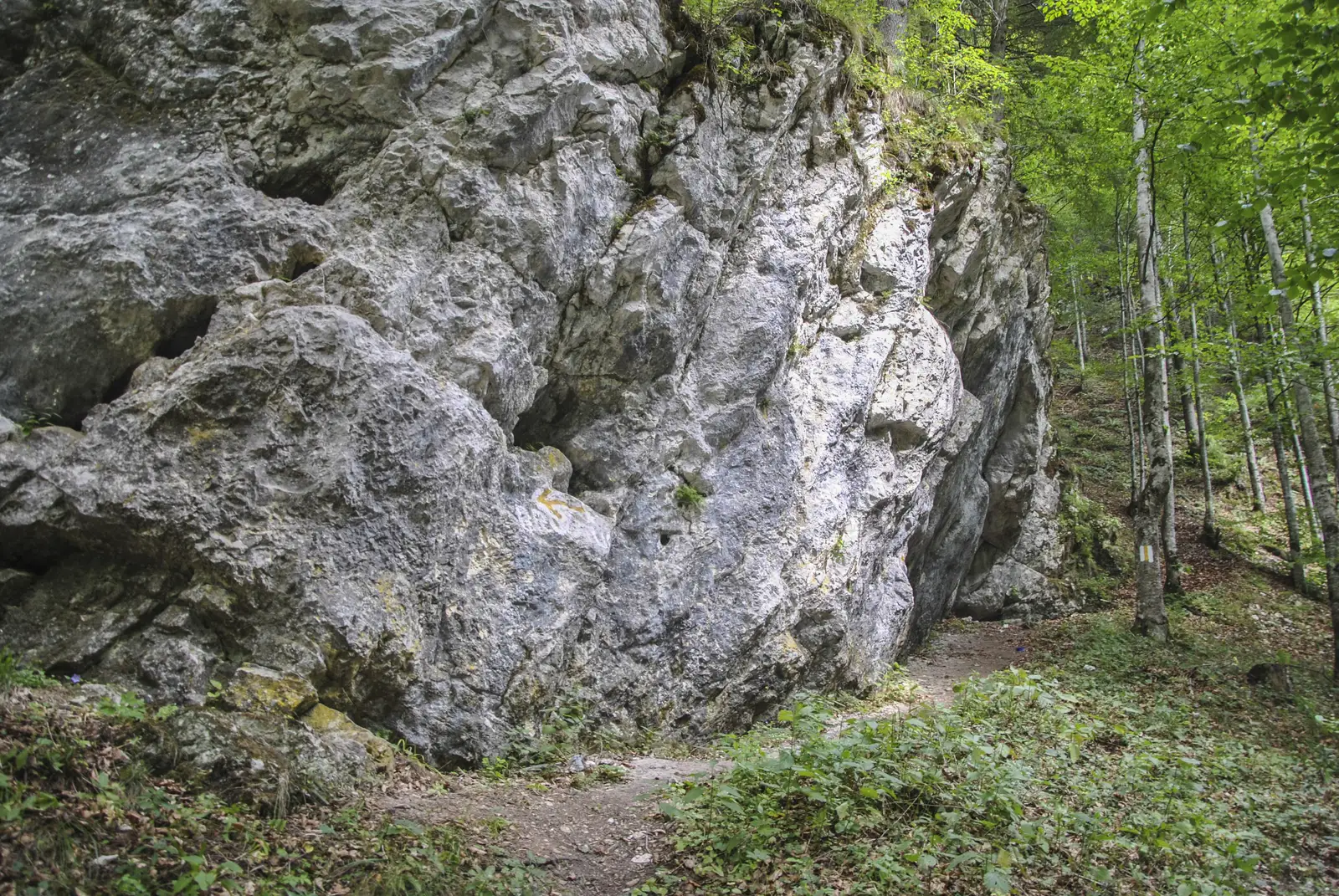 Ciocanu-Cabana Brusturet 