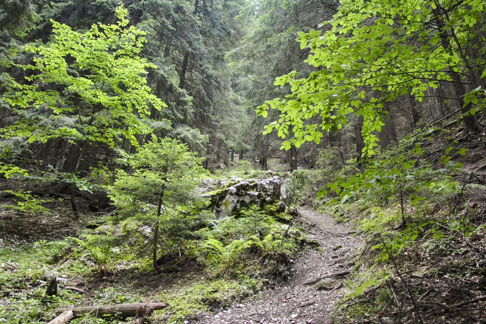 Cojocaru-Cabana Garofiţa Pietrei Craiului-Marele Grohotiş