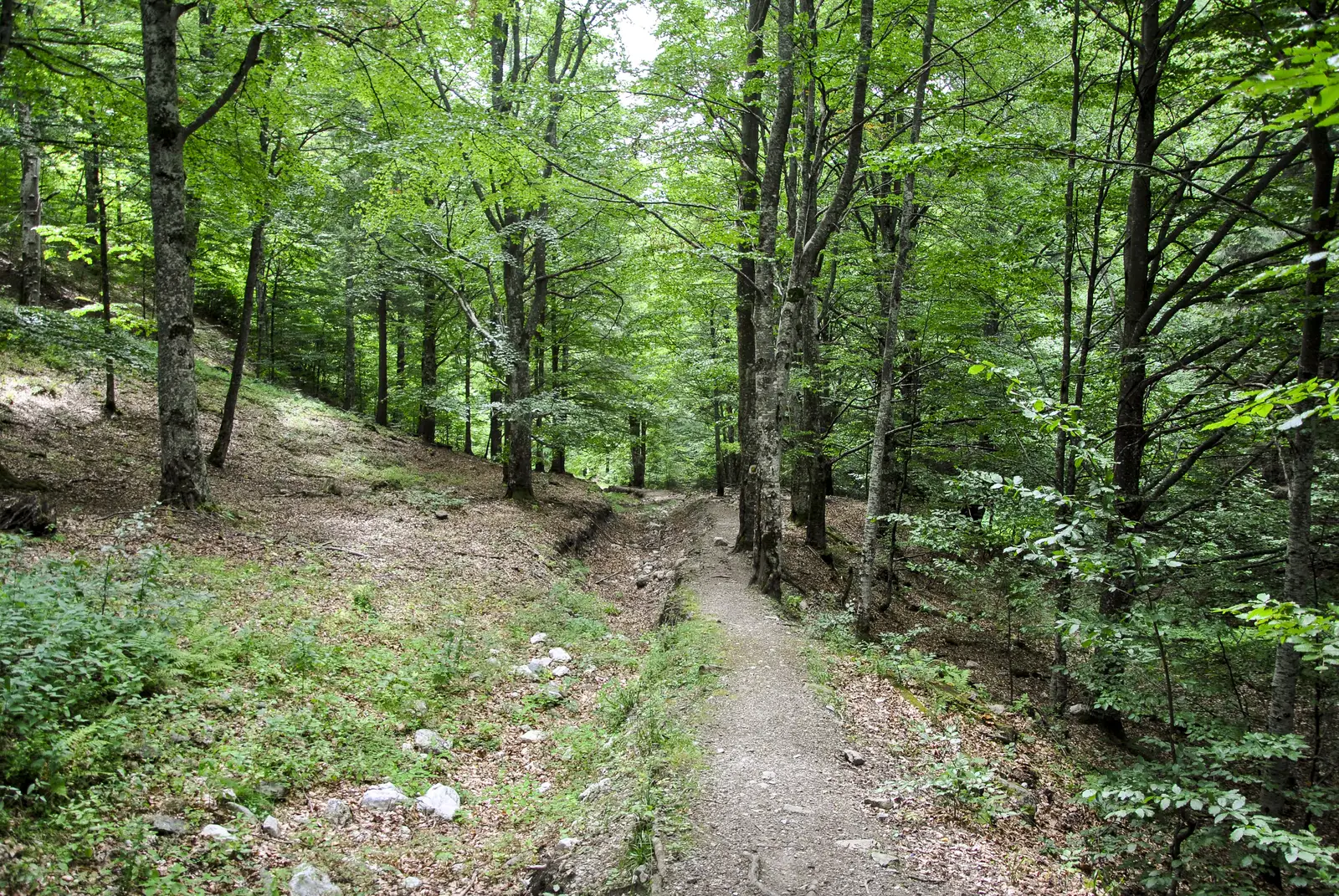 Cabana Garofiţa Pietrei Craiului - Poiana Tămăşel