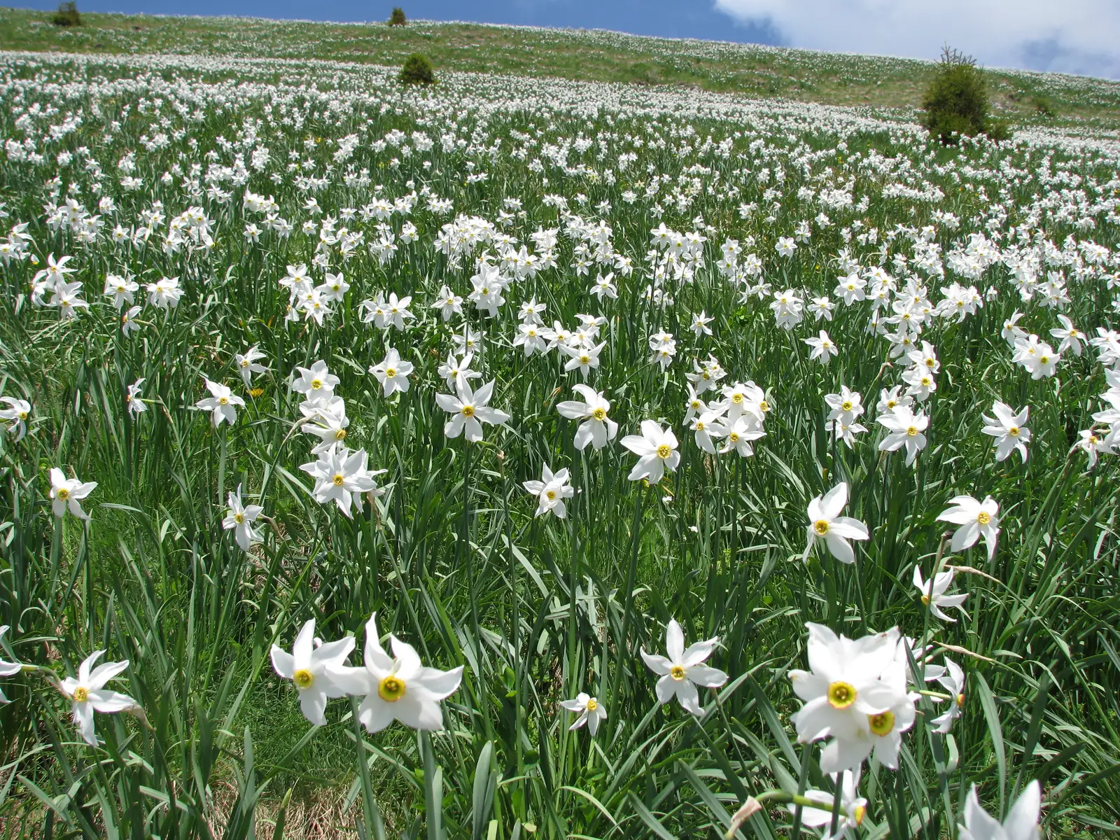 Satul Valea Vinului - Rezervaţia botanică Poiana cu narcise de pe Masivul Saca - Satul Valea Vinului