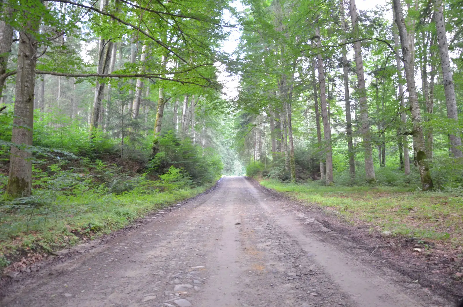 Mănăstirea Suceviţa - Pârâul Bercheza - Mănăstirea Putna