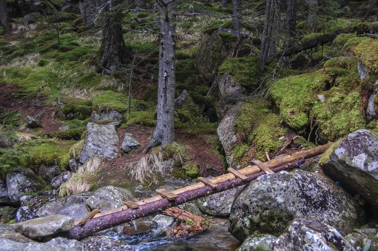 Cabana Genţiana - Valea Rea 