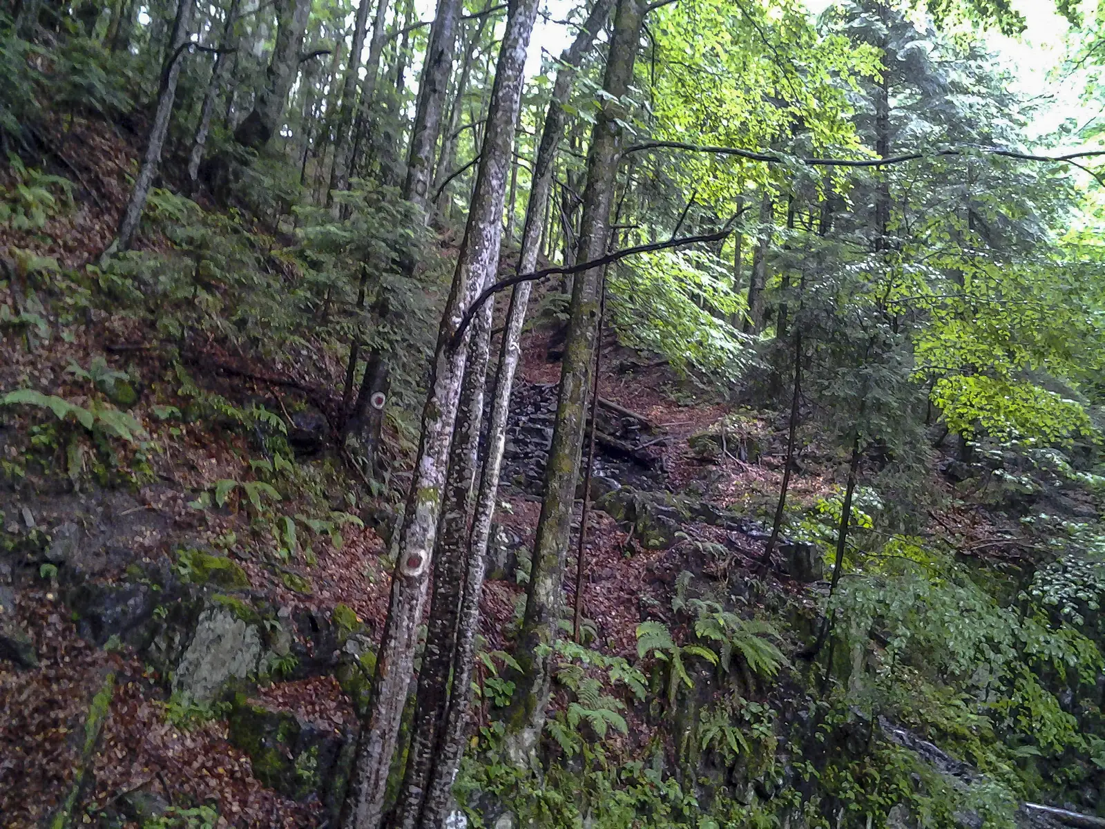 Sebeşu de Sus - Valea Moaşei - Cabana Suru