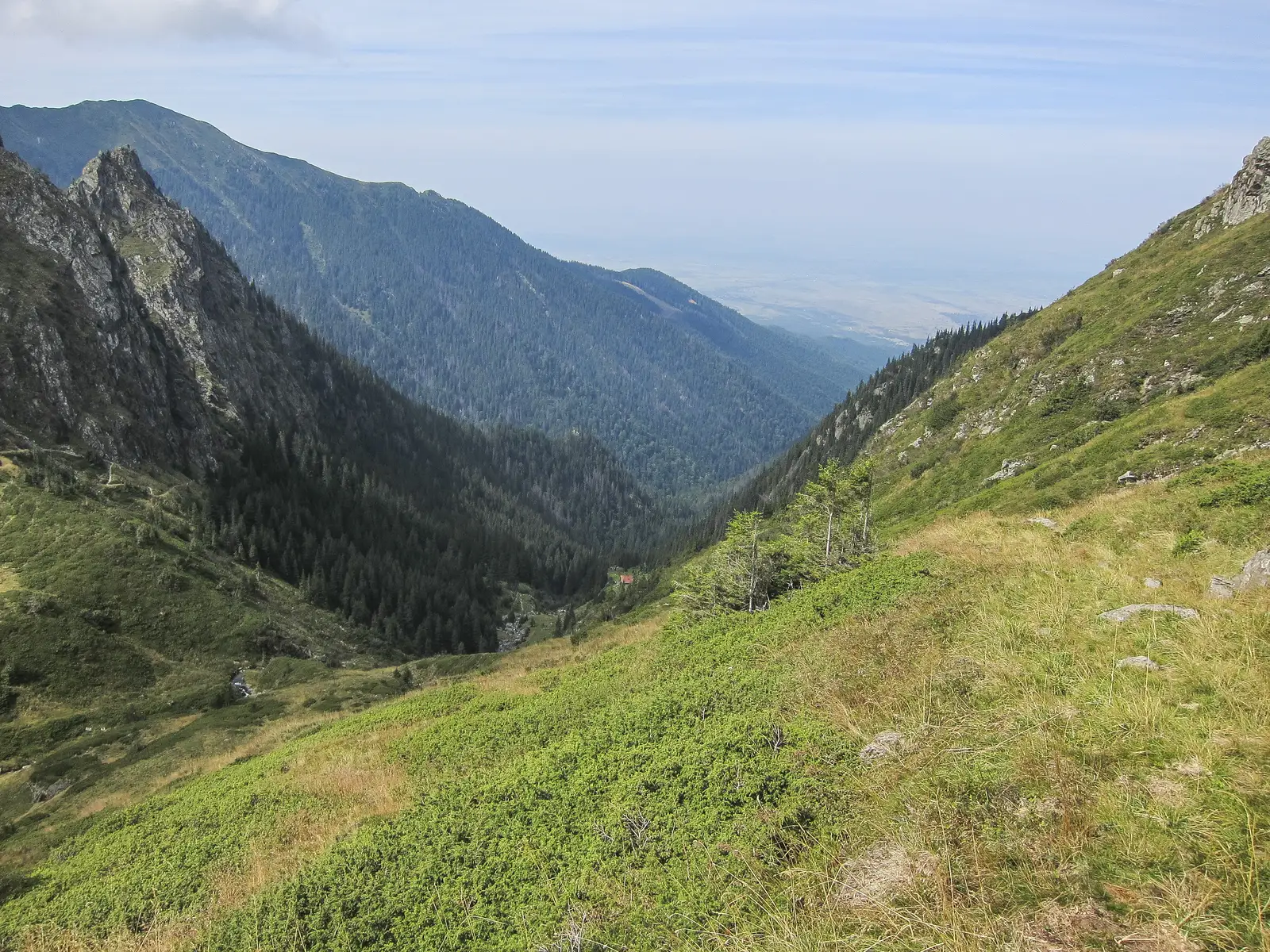 Victoria - Cabana Turnuri - Şaua Podragului