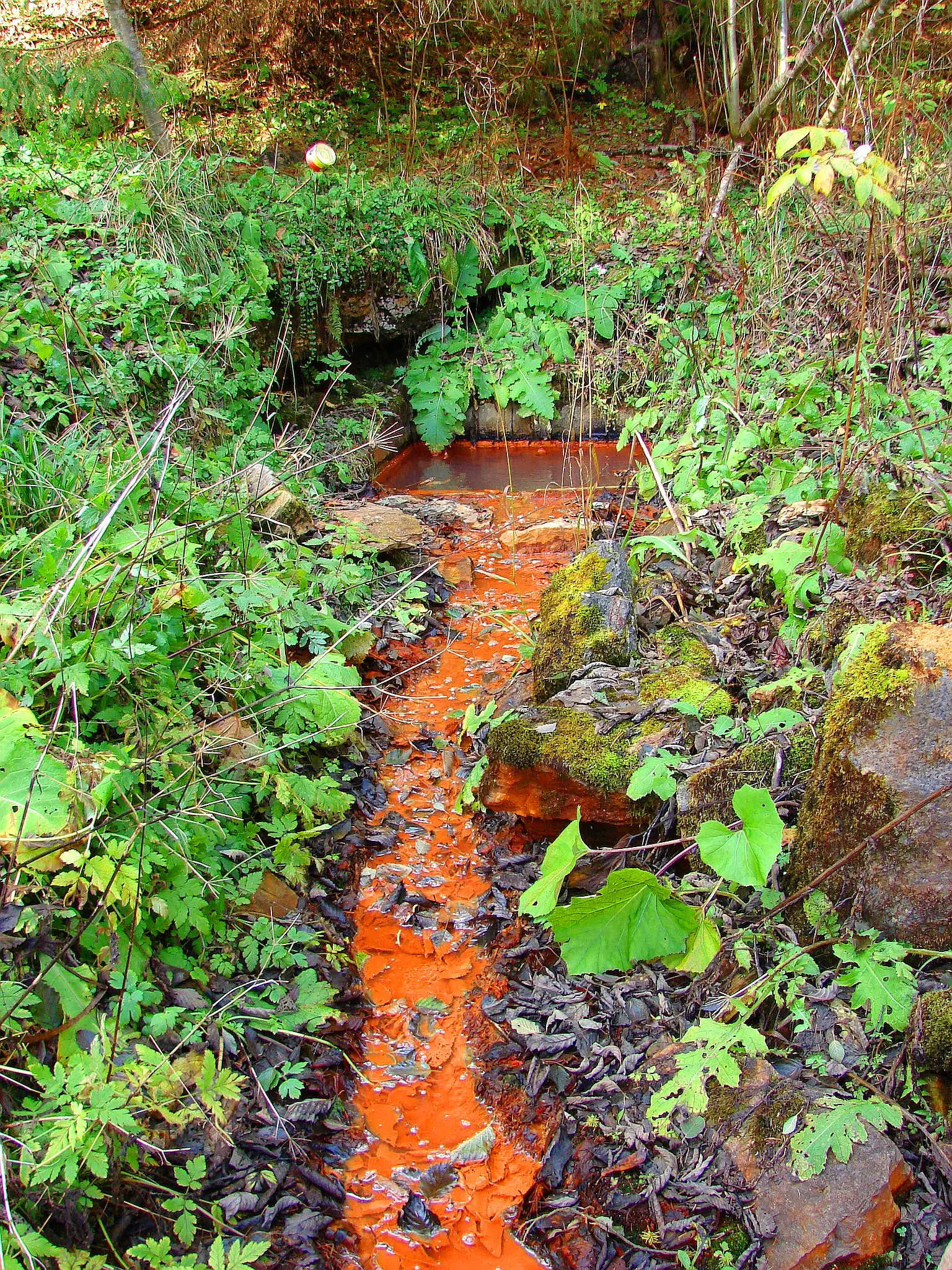 C.F.F. Șuligu - Borcut Șuligu