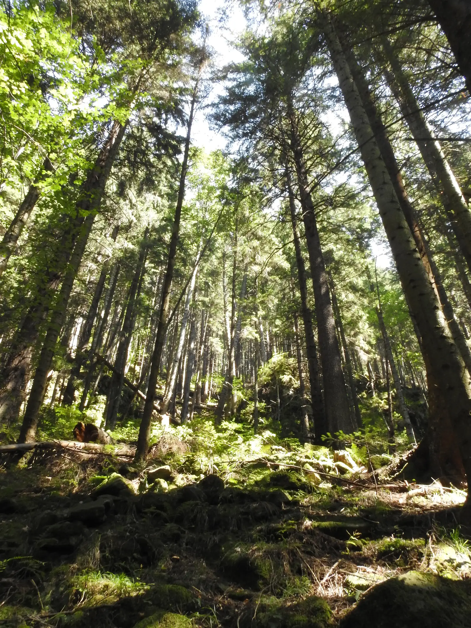 Cabana Fântânele - Poiana Nicanului - Poiana Vesuri