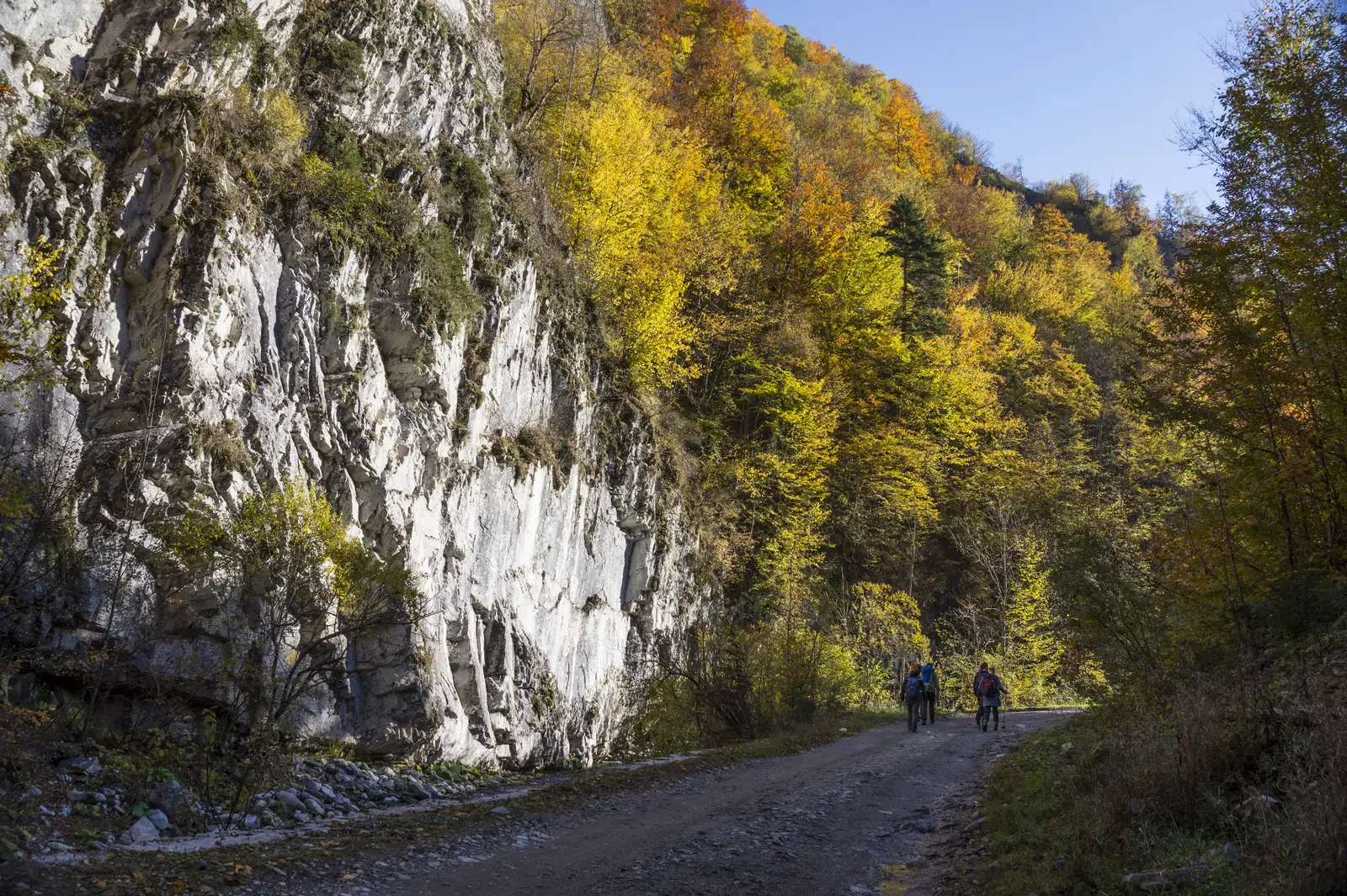 DN 66 - Cantonul silvic Cutreasa - Valea Căpriorul