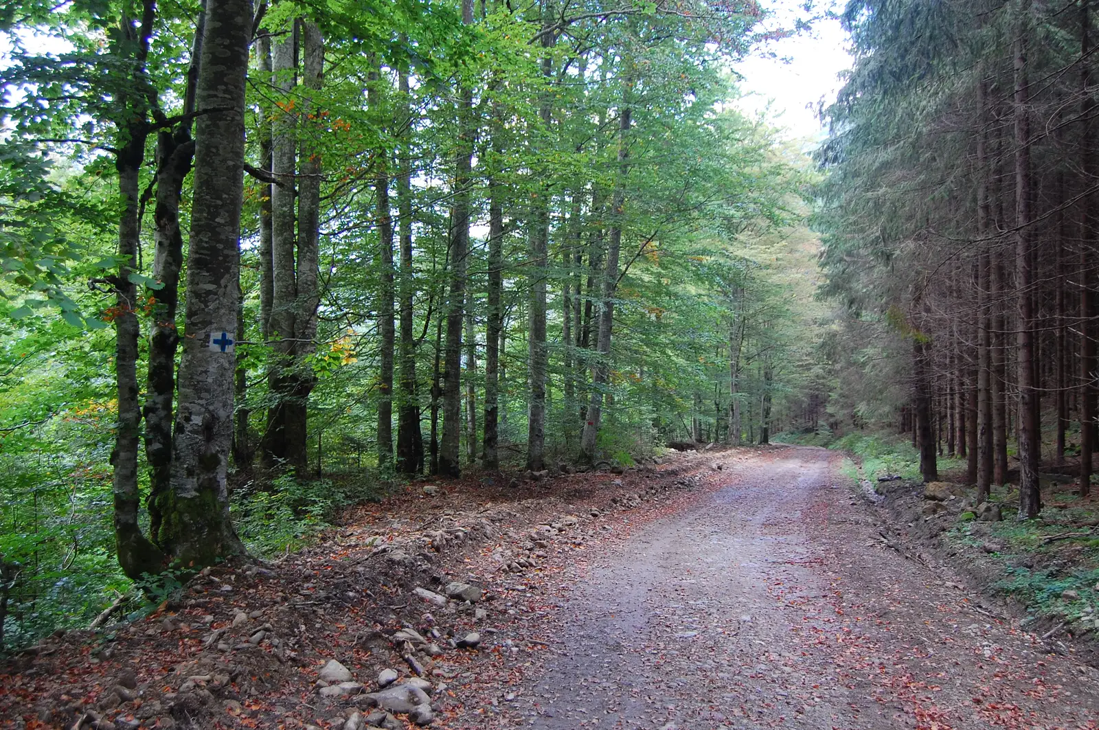 Coada Lacului Leşu-V. Guga-26 BA