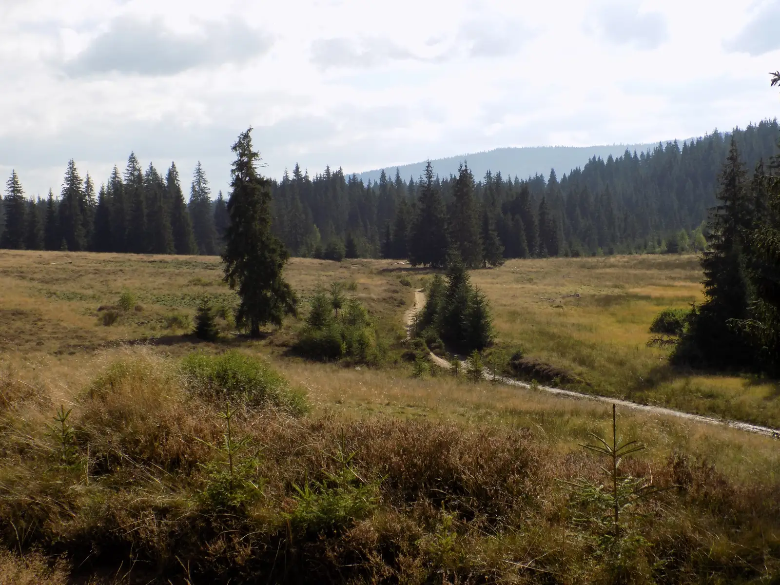 Răchiţele-P-na La Cuciulata-Doda Pilii
