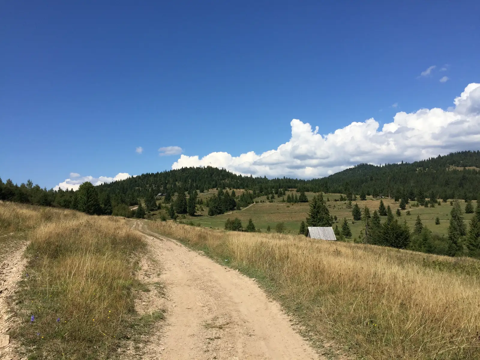 Călimănel - Vf. Toaca - Vf. Răţiţiş