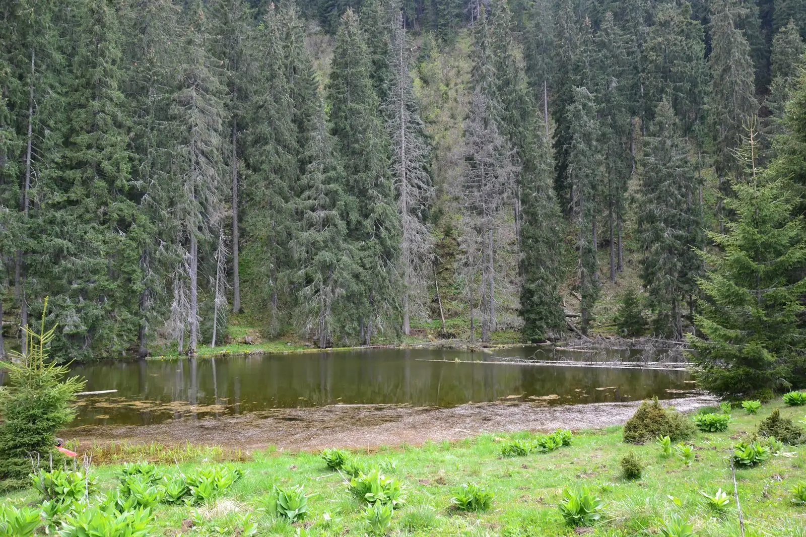 Barajul Colibiţa - Tăul Zânelor