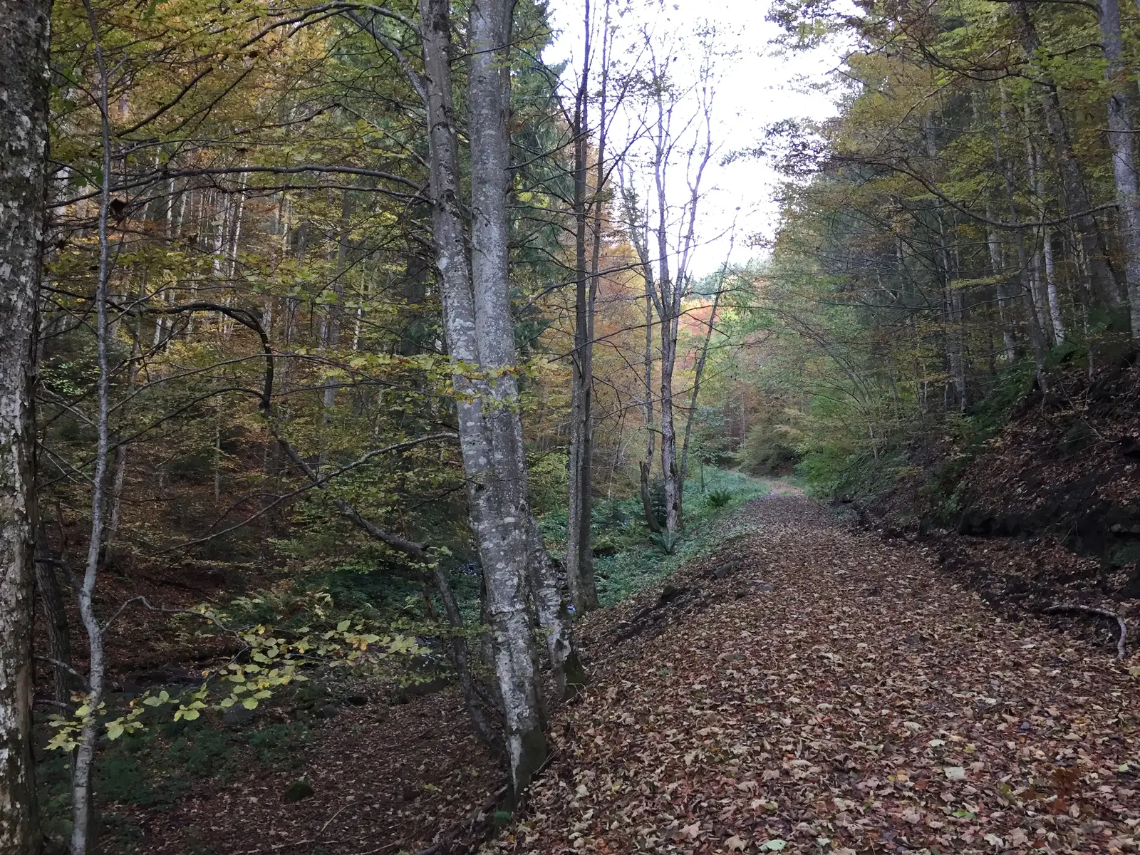 Gura Cofu - Cascada Pişoiul - Poiana Cofu