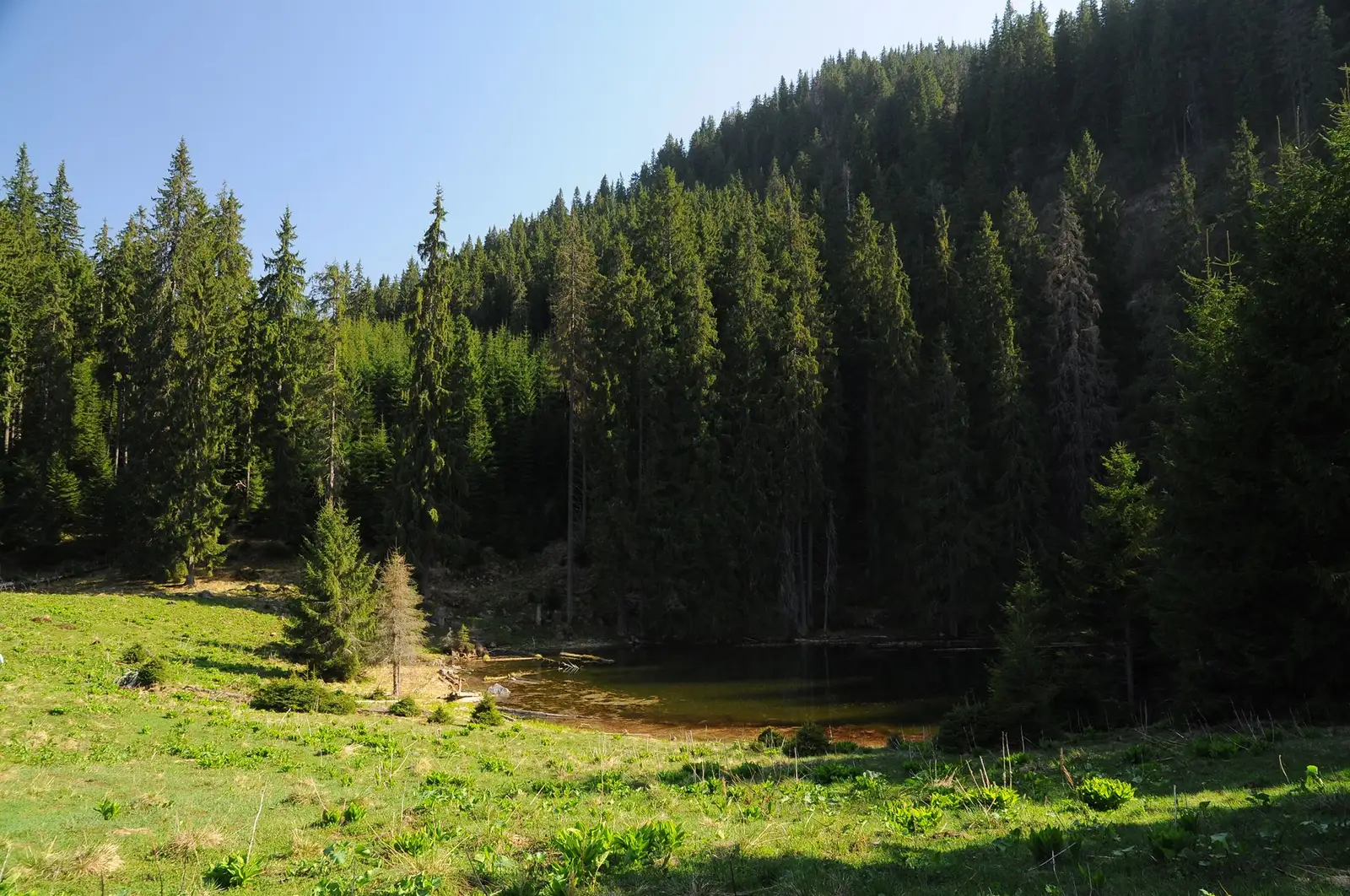 Gura Scurtu - Poiana Lungă - Tăul Zânelor