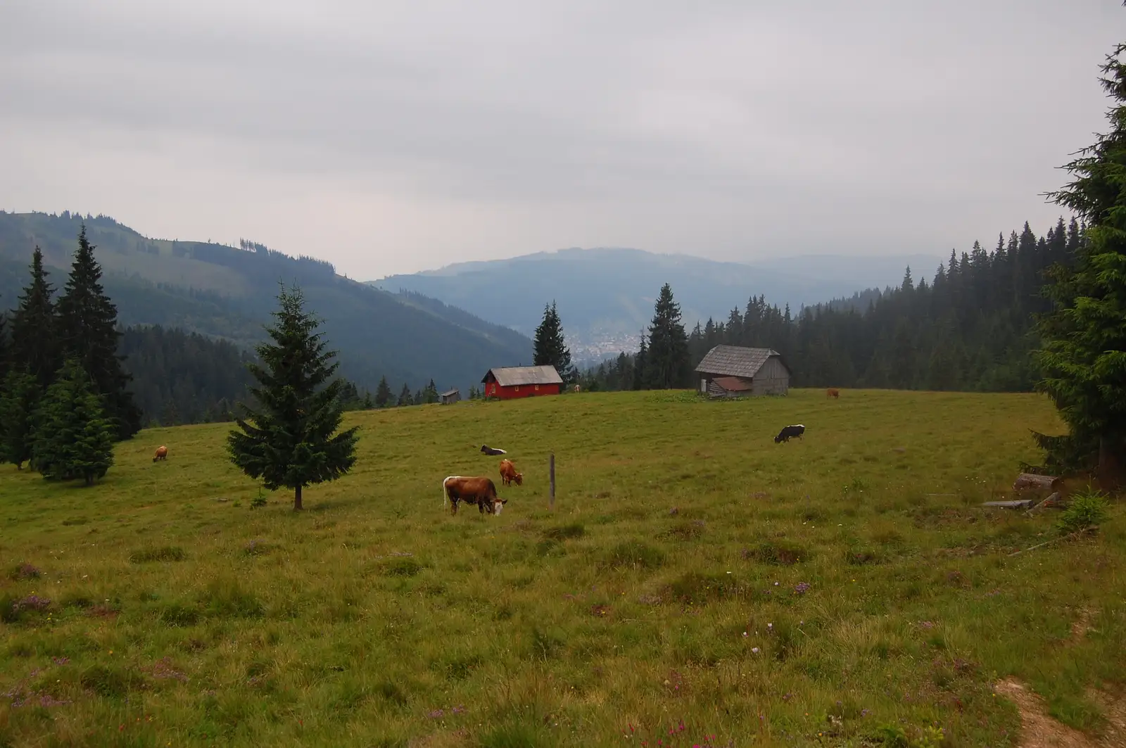 16MN02: Vatra Dornei - Vf. Obcina Mare - traseul 3 BR