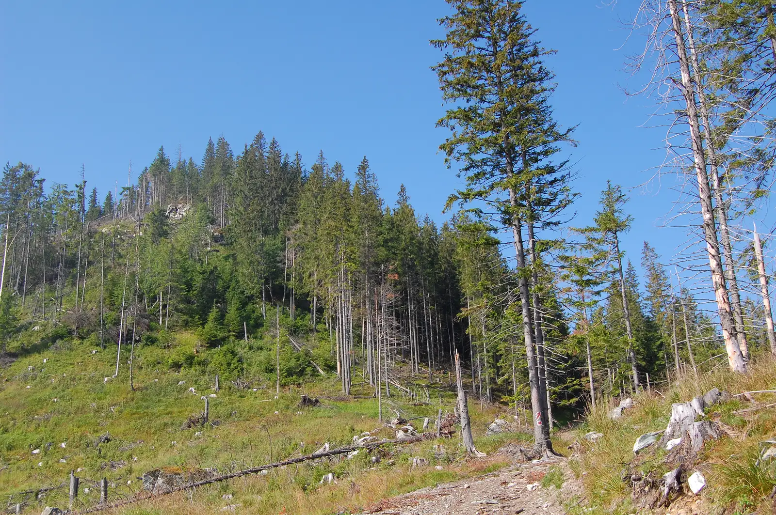 DJ 175B Transrarău - lângă Vf. Zmârzii - traseul 6 PA