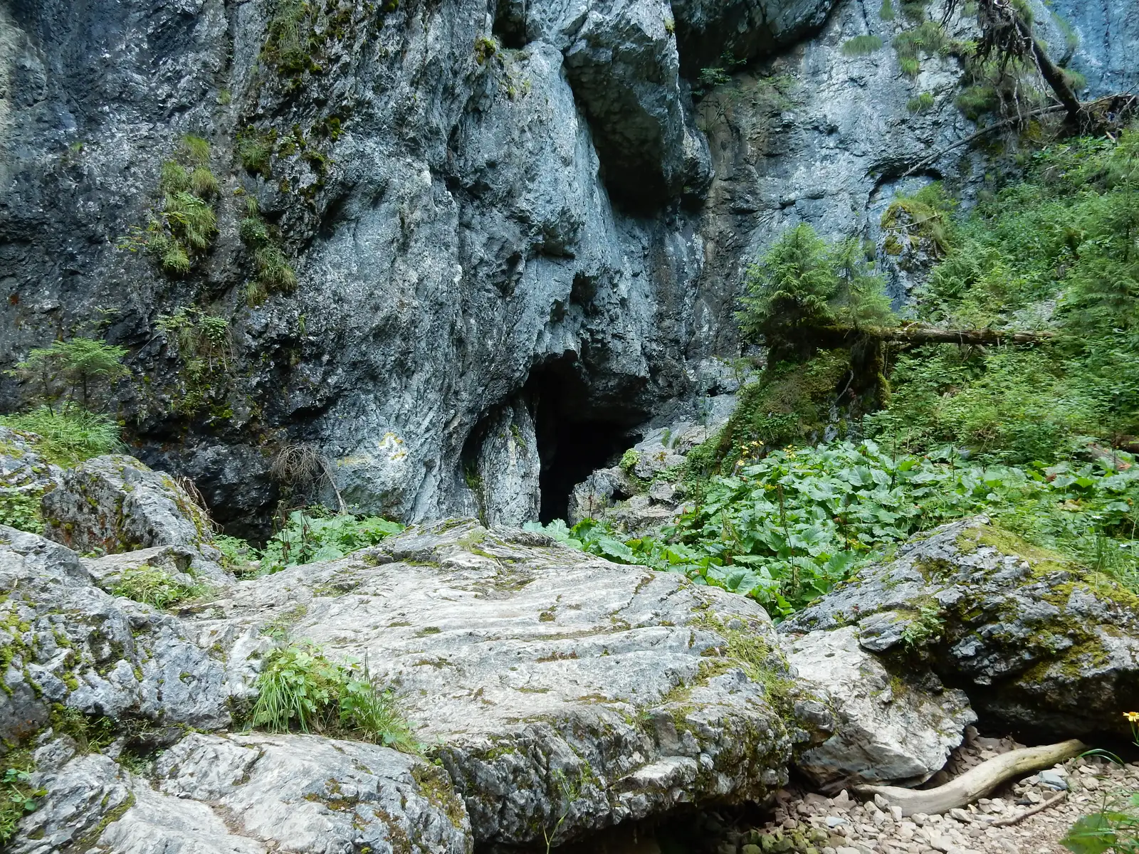Padiş - Uvala Bălileasa - Gheţarul de la Barsa - intersecţie cu traseul PG (Circuitul Văii Galbena)