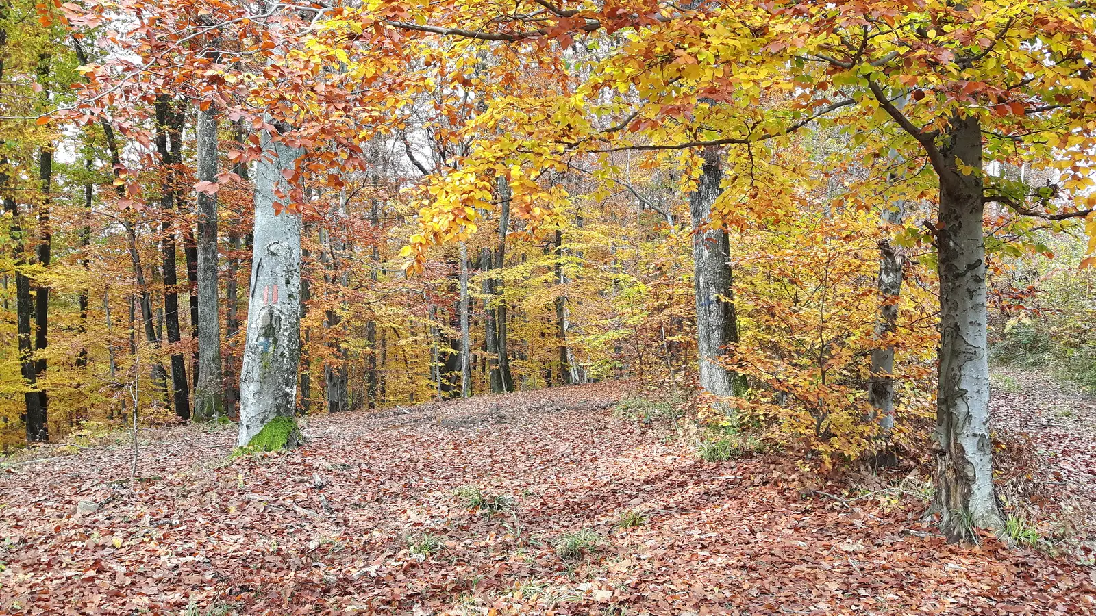 sat Băiţa - Pârâul Vărzari - oraş Vaşcău