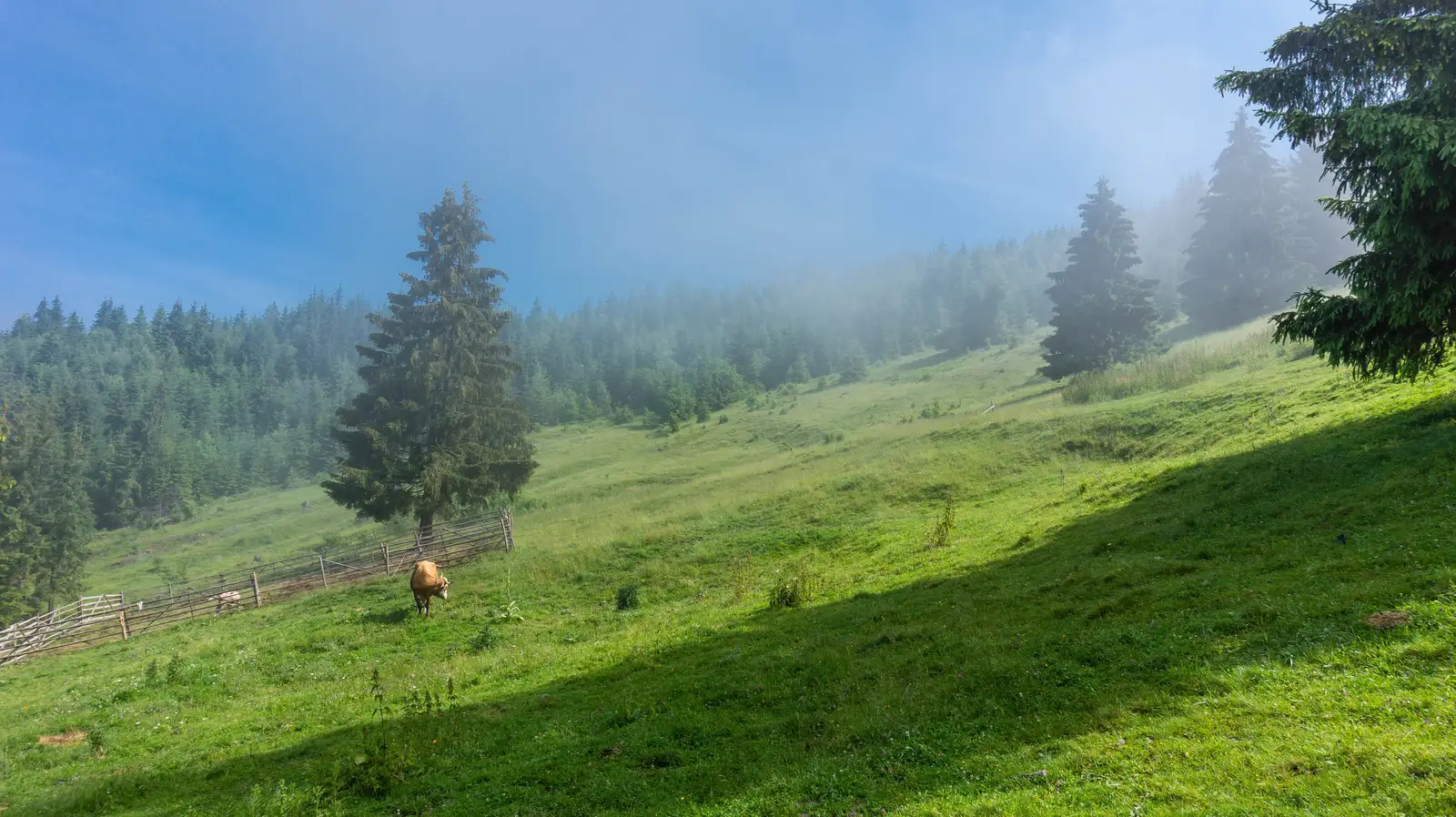 oraş Gheorgheni - Vf. Ciser - Vf. Şipoş
