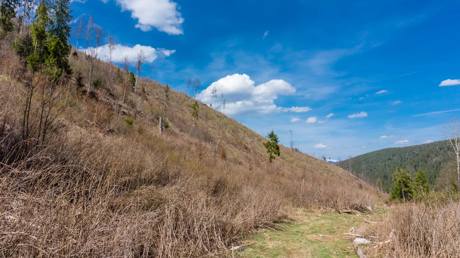 oraş Borsec - sub Vf. Mândru - intersecţie traseul BA