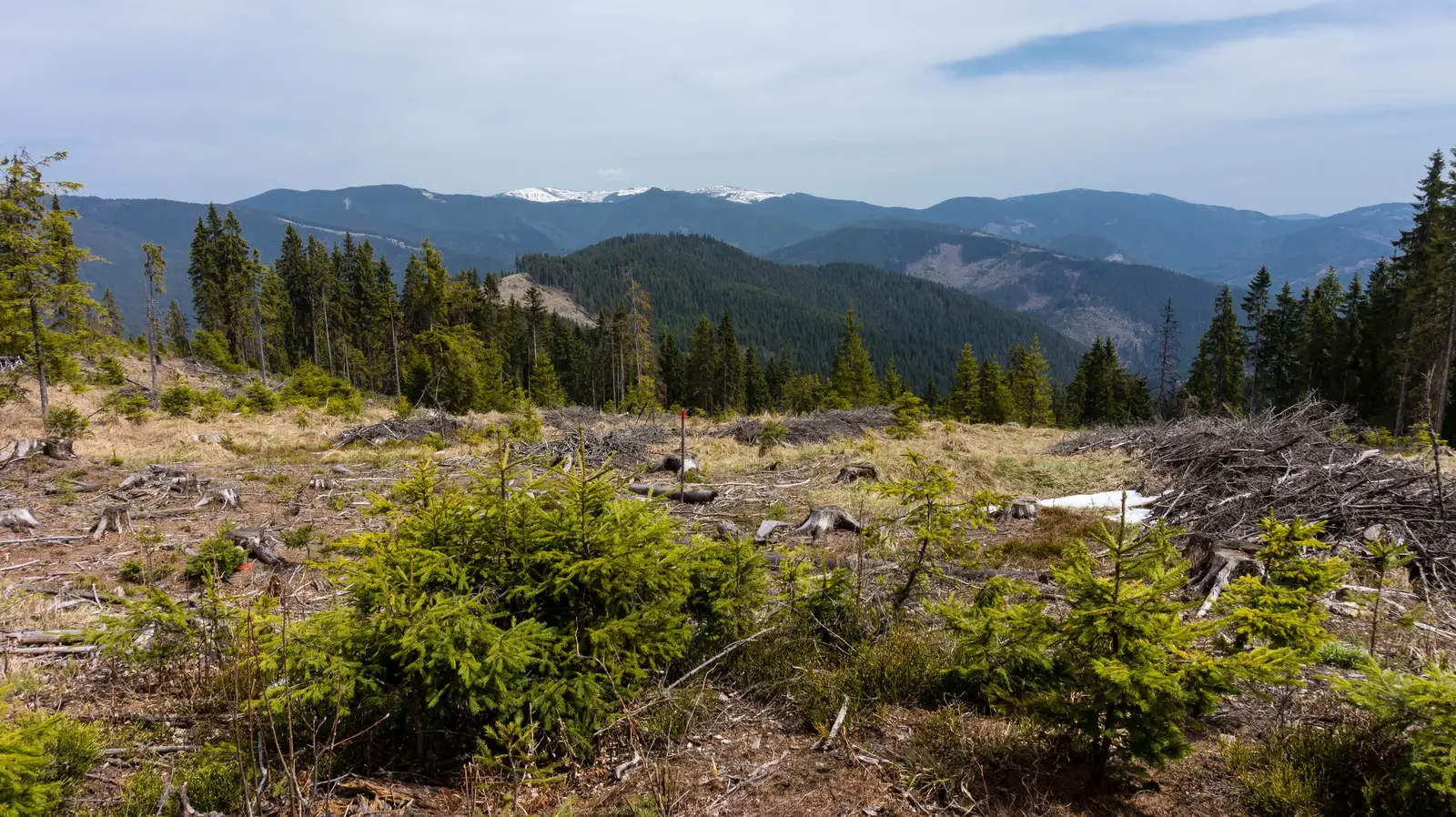 oraş Borsec - Valea Bistricioara - Vf. Făget