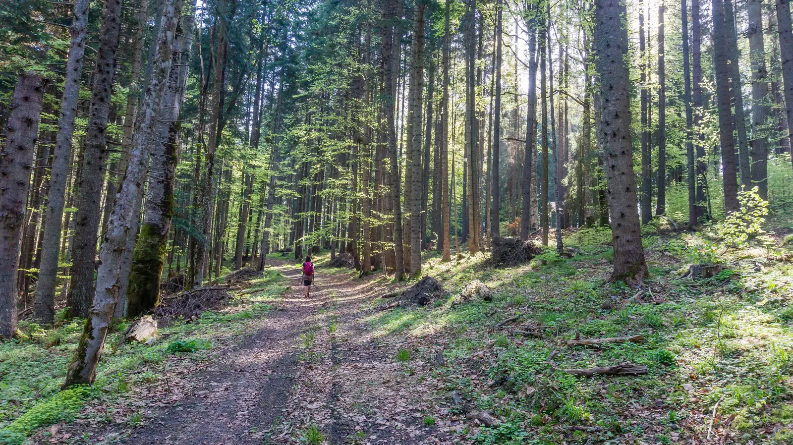 oraş Borsec - Capu Corbului - oraş Borsec
