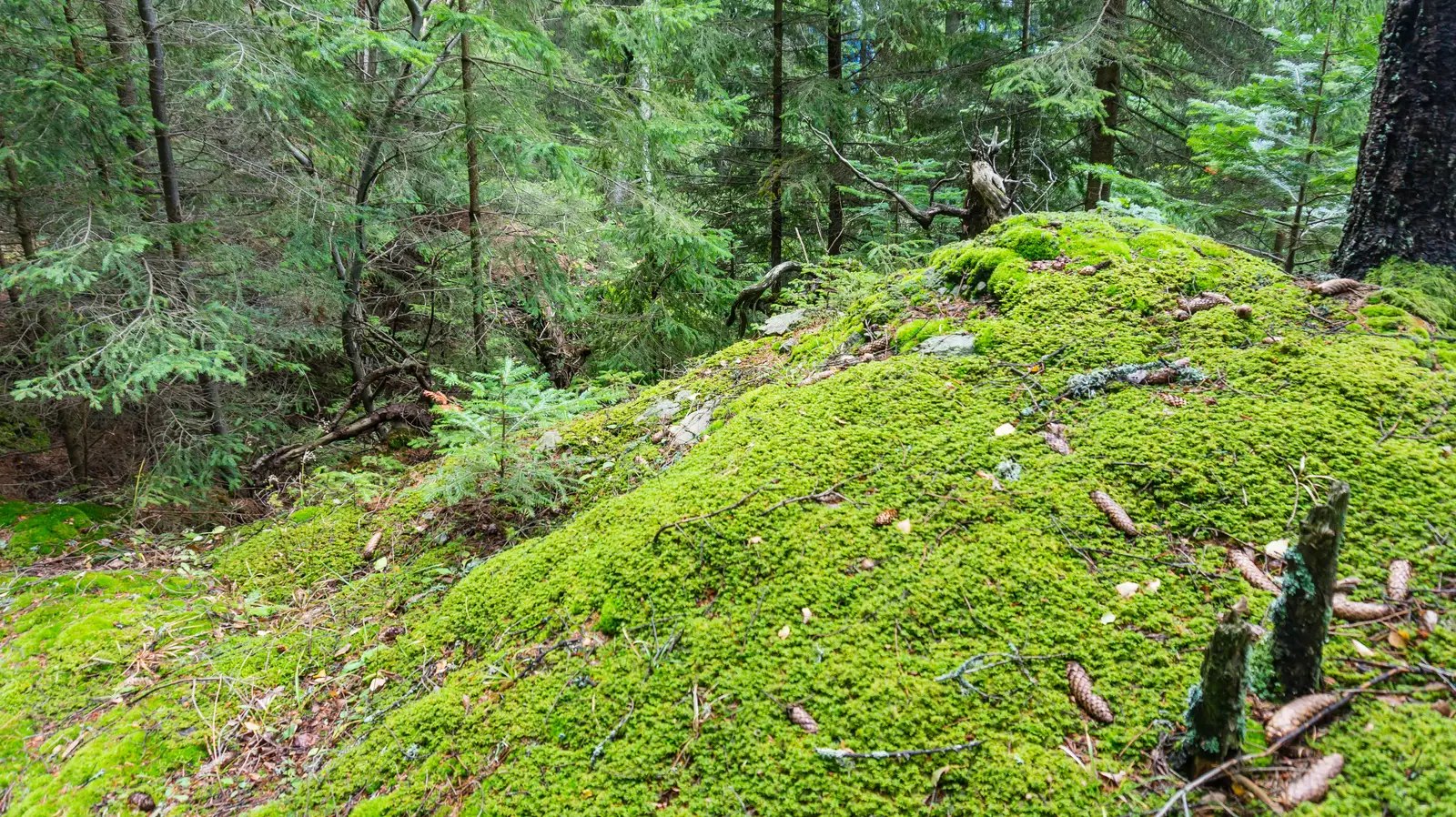 oraş Borsec - Peştera Scaunul Rotund
