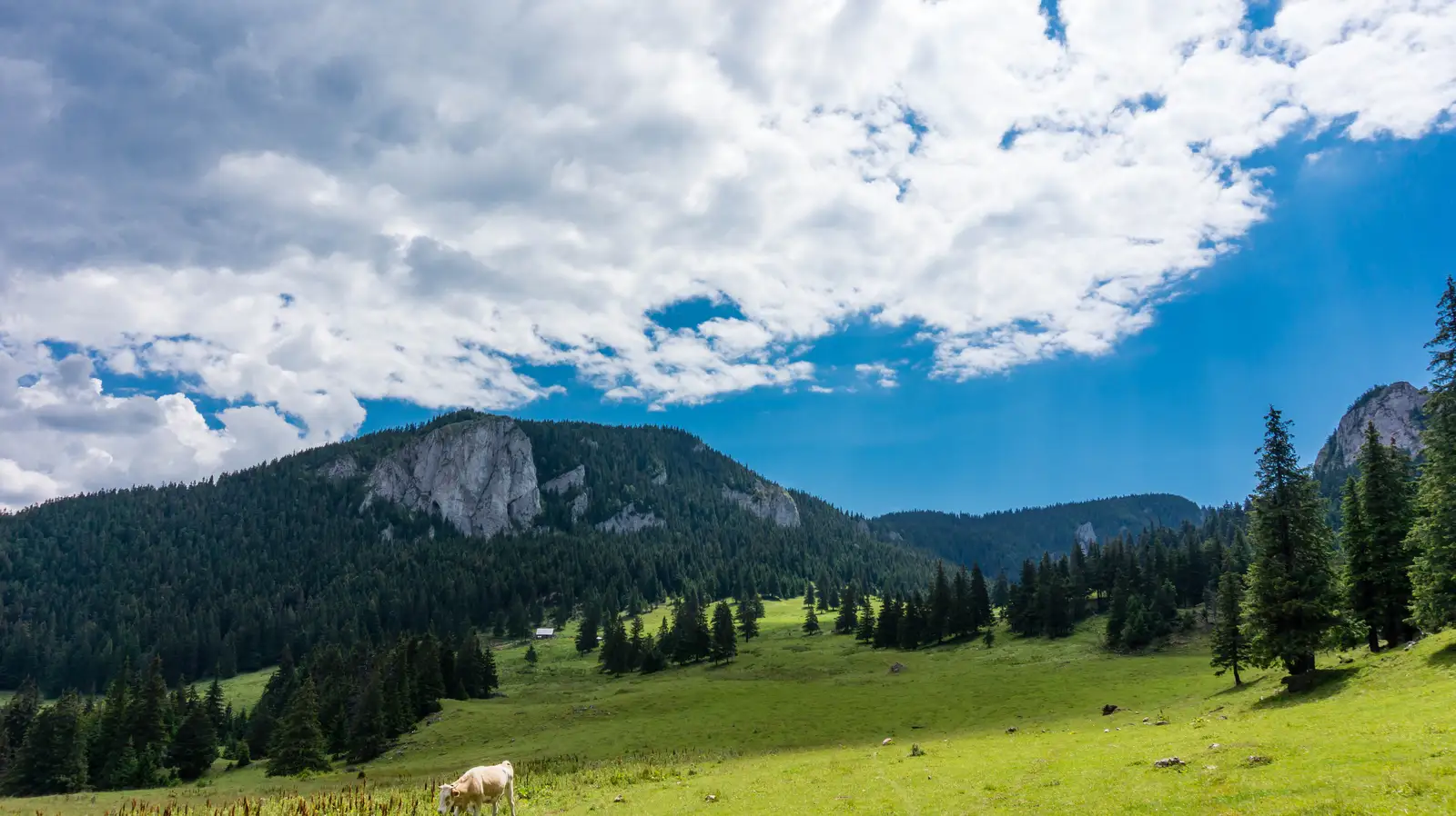 Pasul Pângăraţi - Cabana Piatra Singuratică - Şaua Tarcău
