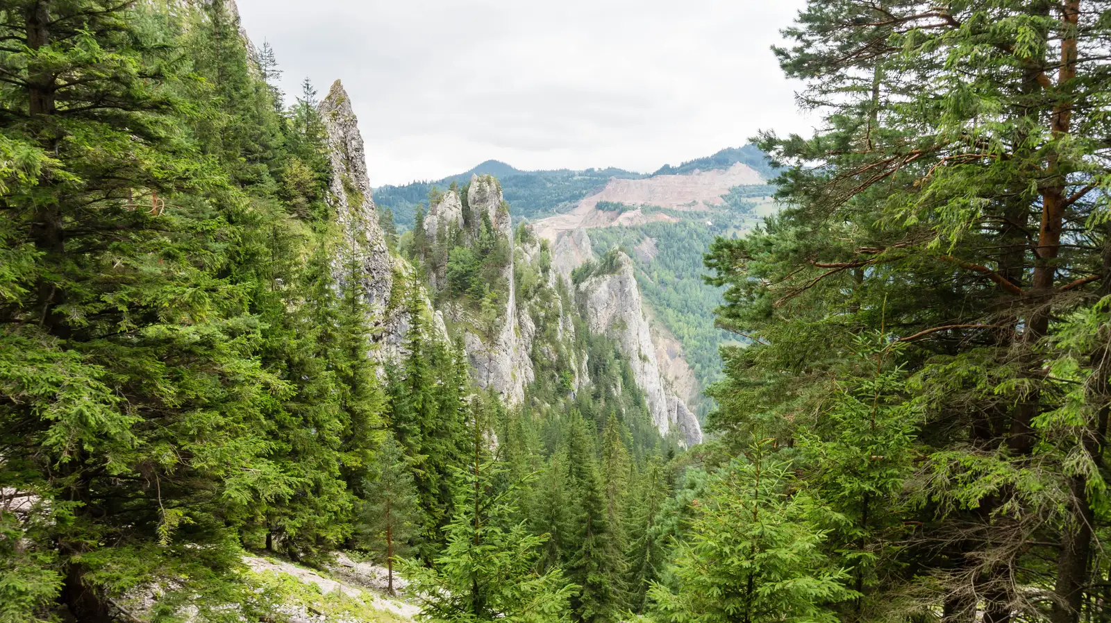 Cabana Ecolog - Creasta Munticelu - Vf. Munticelu