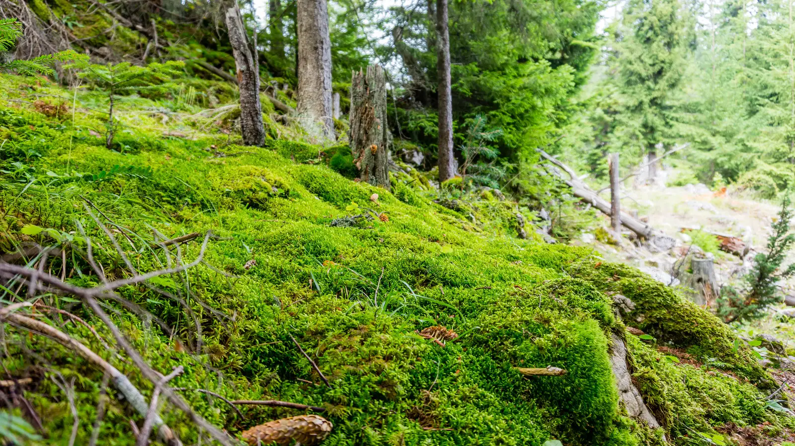 Cabana Ecolog - Şaua Strungii - sub Vf. Munticelu