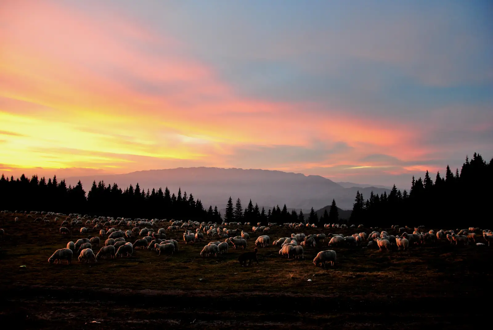 Şimon - Vâlcelul Guţanului - Poiana Guţanu