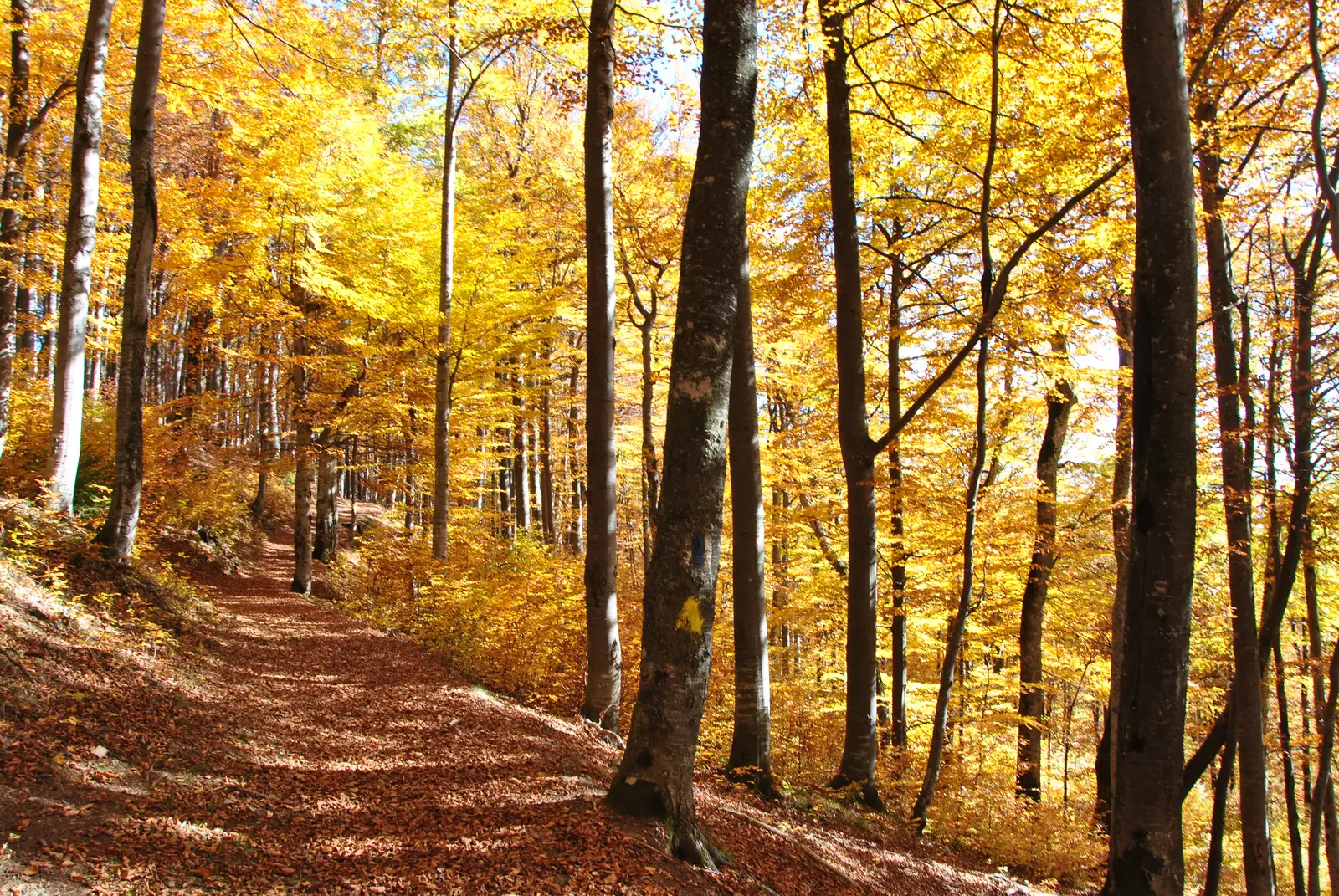 Predeal - Culmea Clăbucetul Baiului - Şaua Baiului