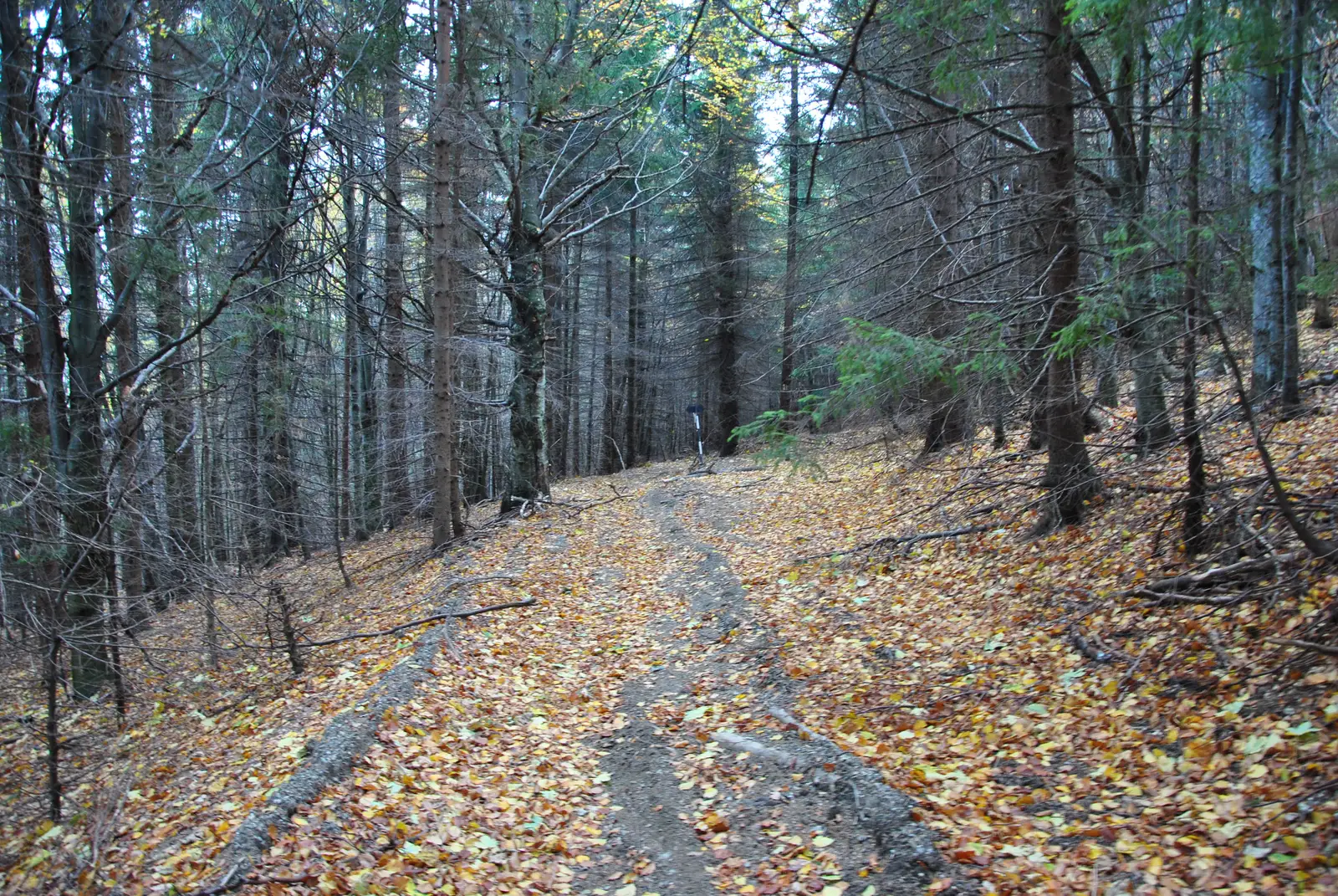 Muchia Cenuşie între traseele cruce albastră şi cruce galbenă