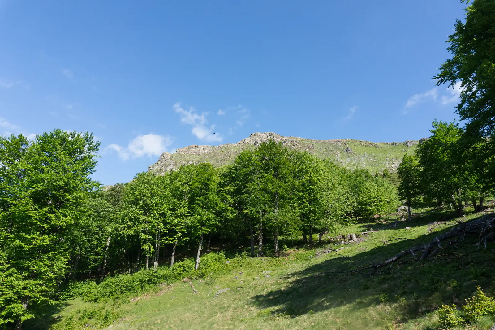 oraş Cavnic – Poiana Mlejniţa – Creasta Cocoşului