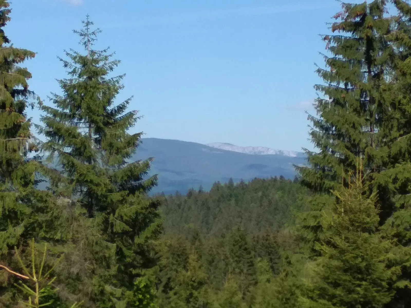 sat Tuşnadu Nou - Pârâul Mitaciul Mic - Poiana Mitaci (traseul BA)