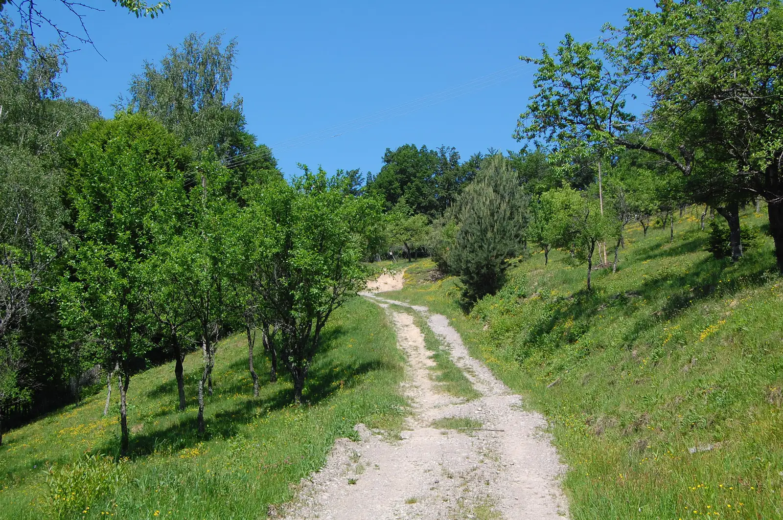 Ohaba-Ponor - Valea Morii - Boşorod
