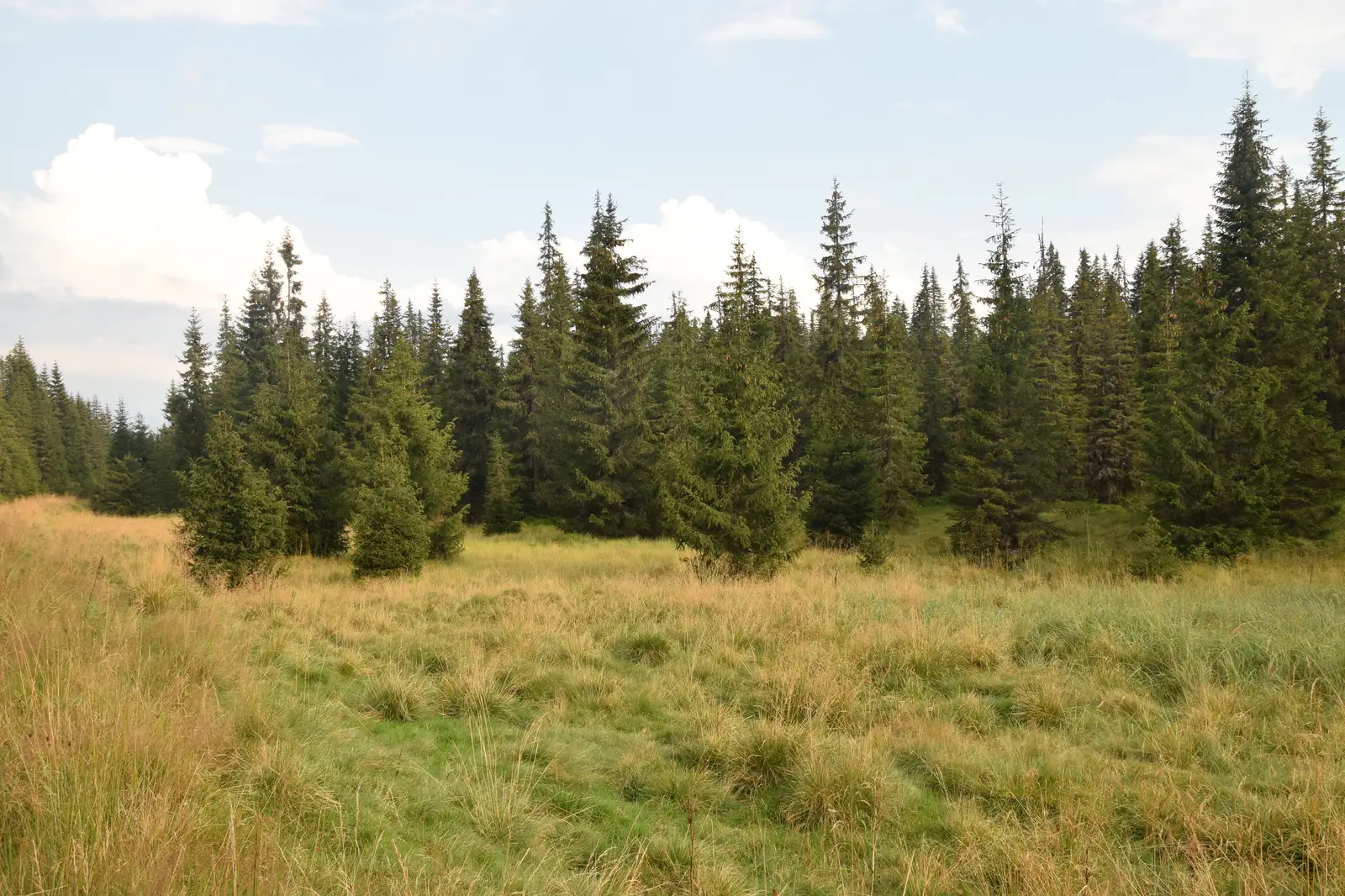 Cabana Genţiana (Luncile Prigoanei) - Valea Prigoanei - Cabana Genţiana
