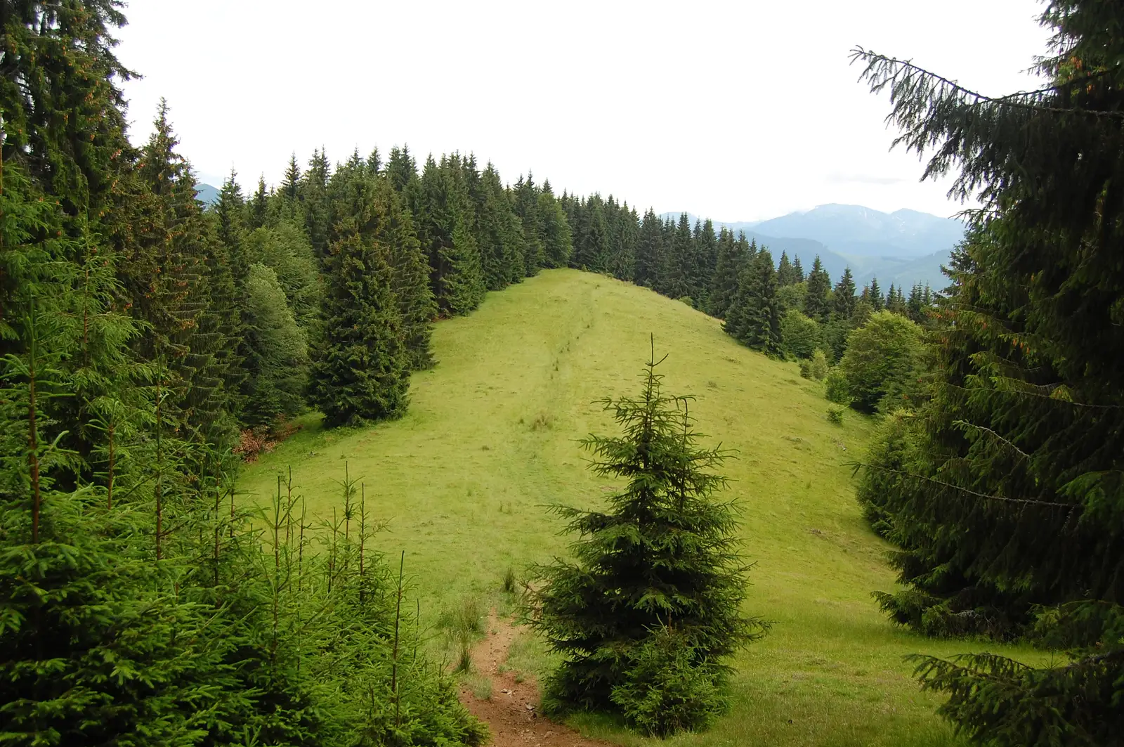 Fosta cabană Voievodul - Culmea Bilele - Cabana Şureanu