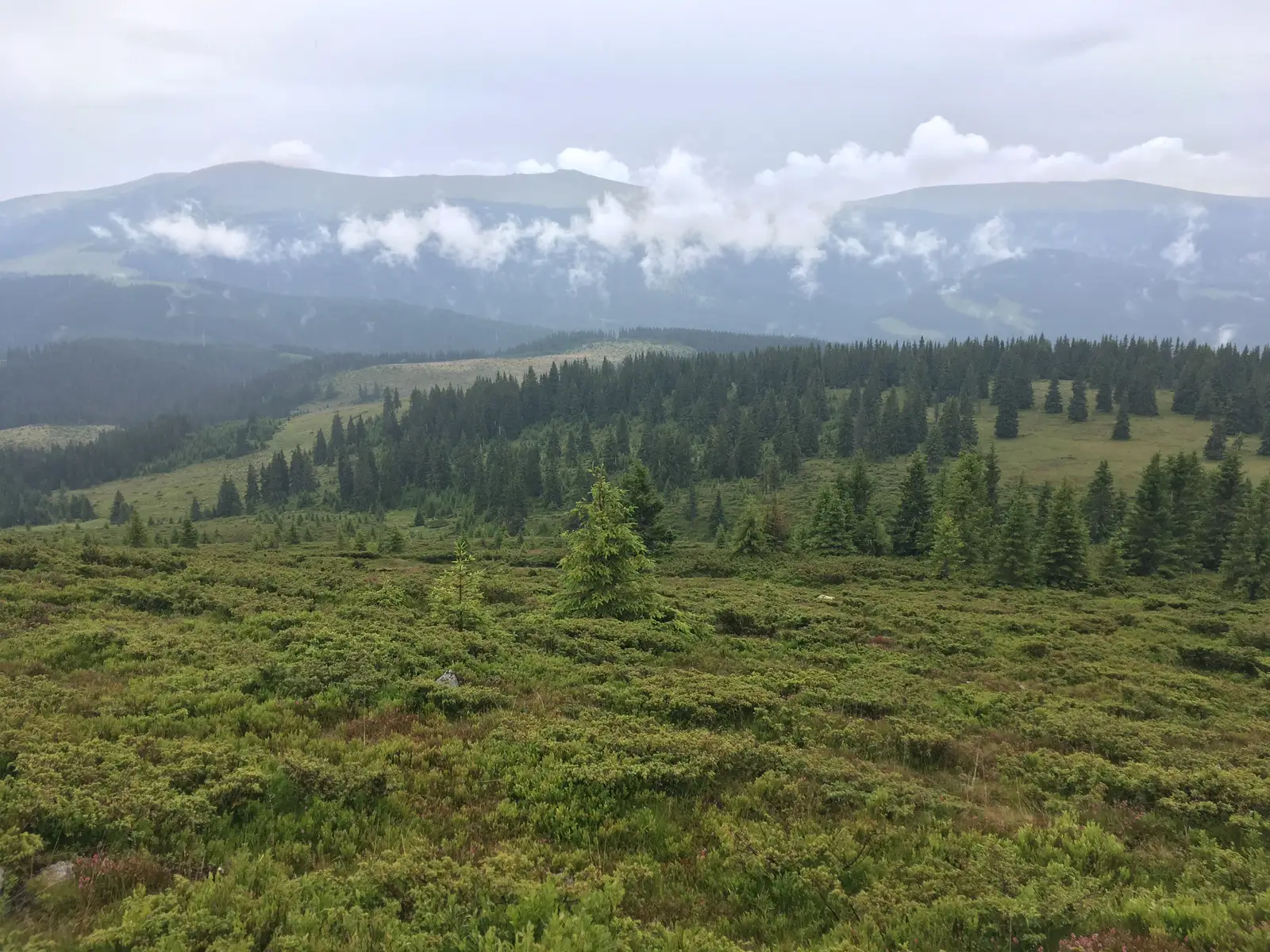 Valea Frumoasei - Vârful Frumoasa