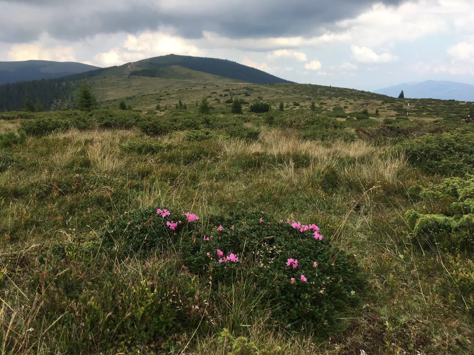 Şaua Şerbănei - Refugiul Cânaia - Şaua Ştefleşti