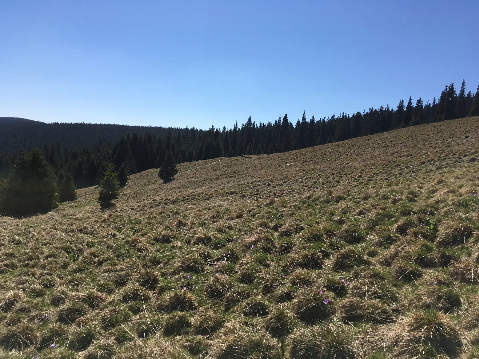 Staţiunea Păltiniş - Cantonul Silvic Muncel - Staţiunea Păltiniş