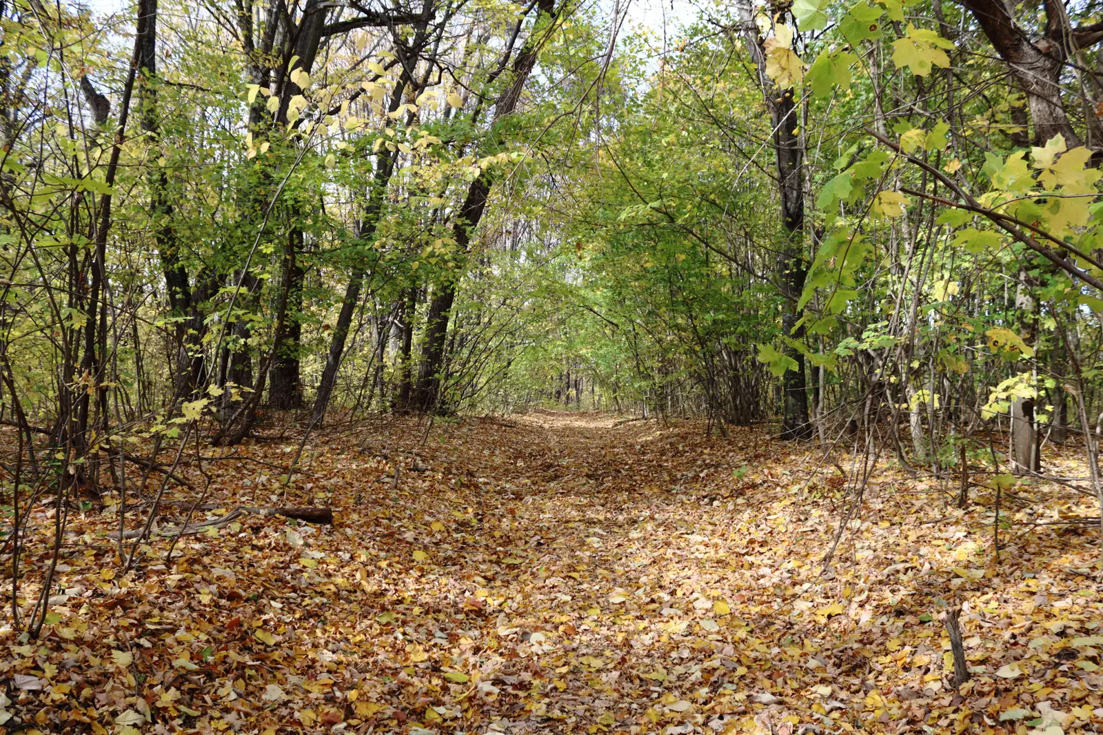 Traseu de legătura între traseul Dealul cu Drum (TR) şi traseul Ţuţuiatu (TA)