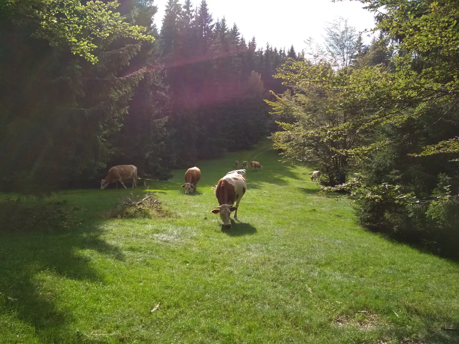 Cracu Pip (La Văcarie) - Sub Vf. Şeroni - La Lemn (spre Cuntu)