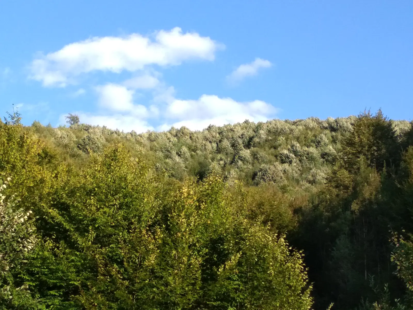 Turnu Ruieni - Culmea Cerbului - Vf. Bătrânului - Turnu Ruieni
