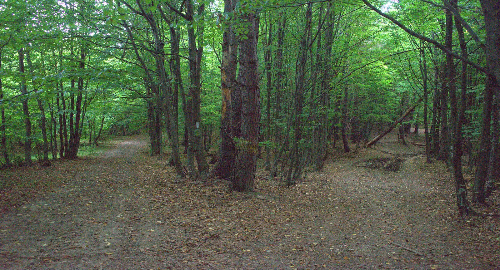 Creasta principală (traseul BR) – Muchia Vânătorului – Vârful Pilişca