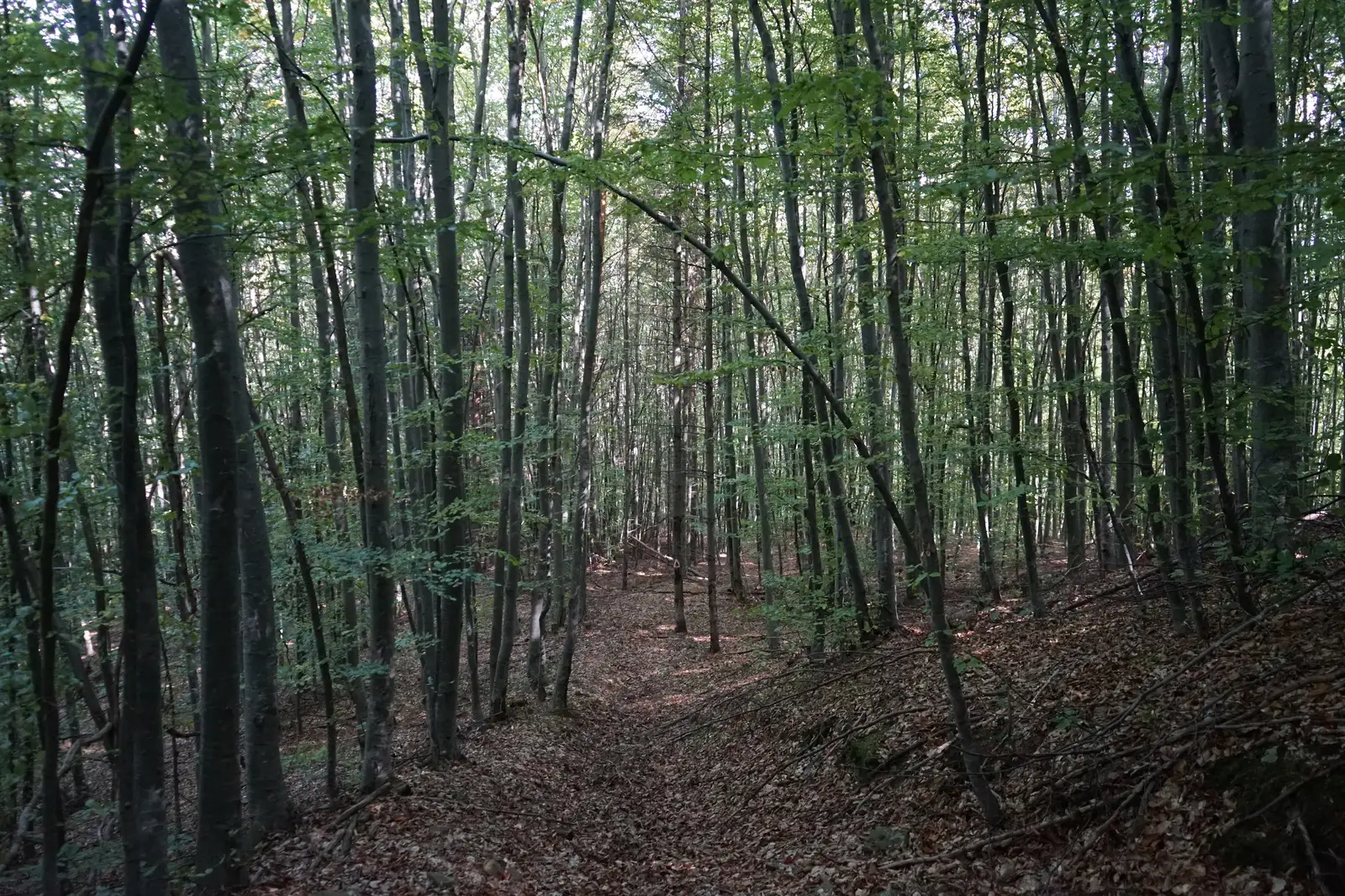 Lisnău-Vale – Ruinele Cetăţii Turcului (Törökvár) – Ruinele Cetăţii Barabás